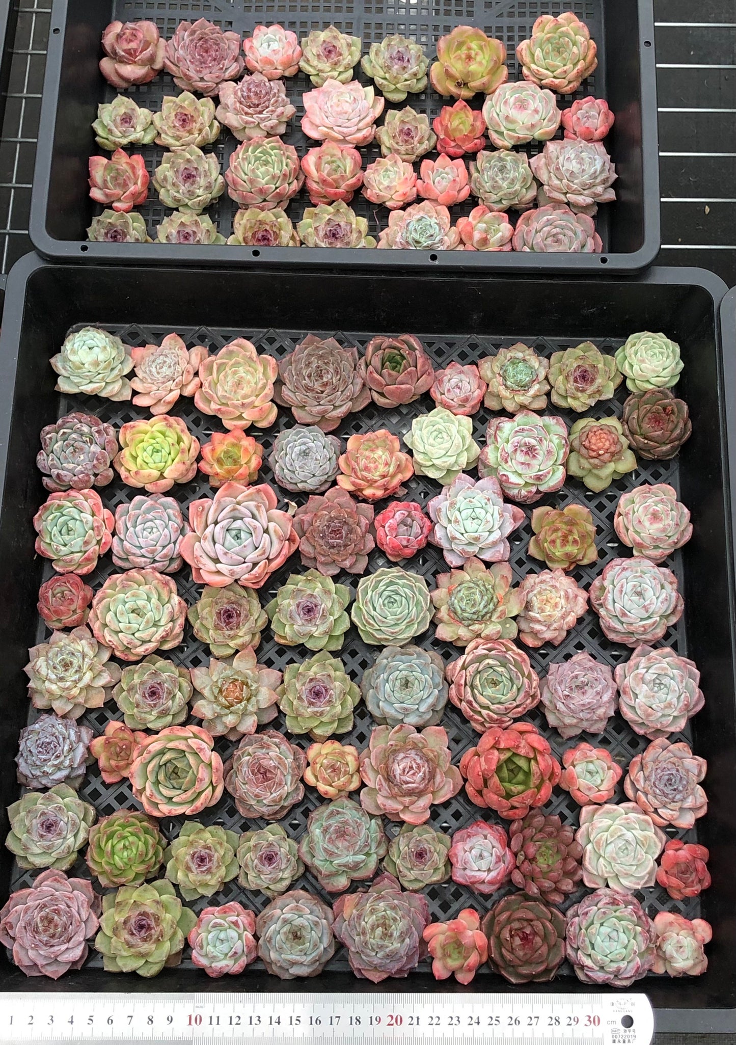 20076 ミックス苗100株(4cm pot)04