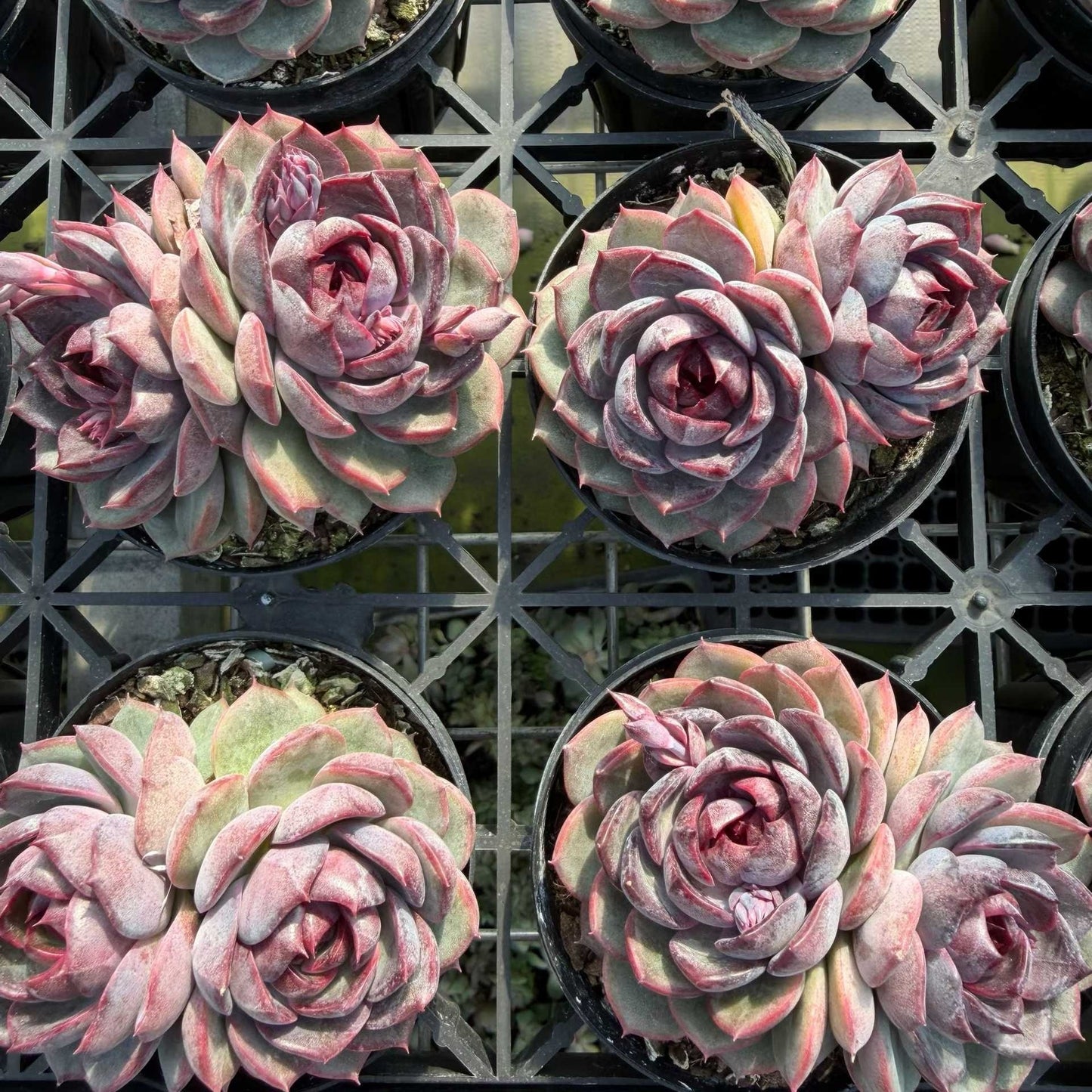 24715 チーズブルーベリー