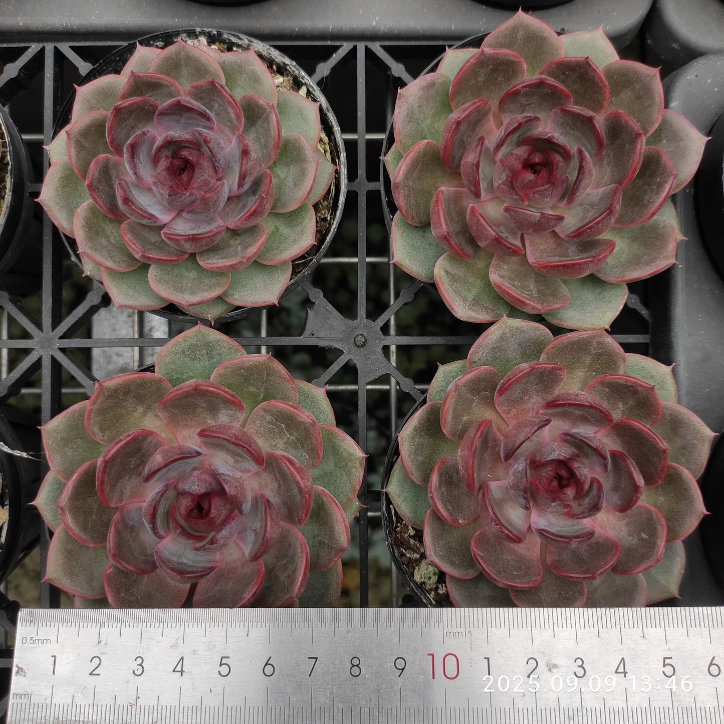MMT848 チーズブルーベリー(9cm pot)