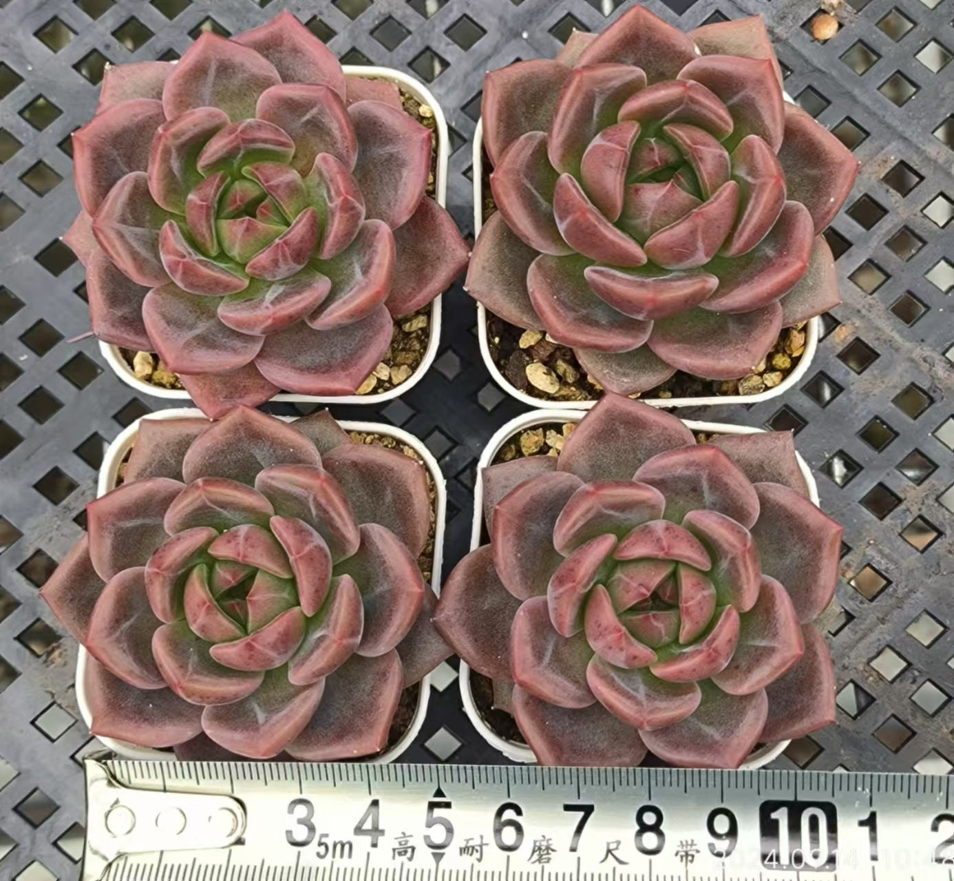 LG744 シーガル(6.5cm pot)