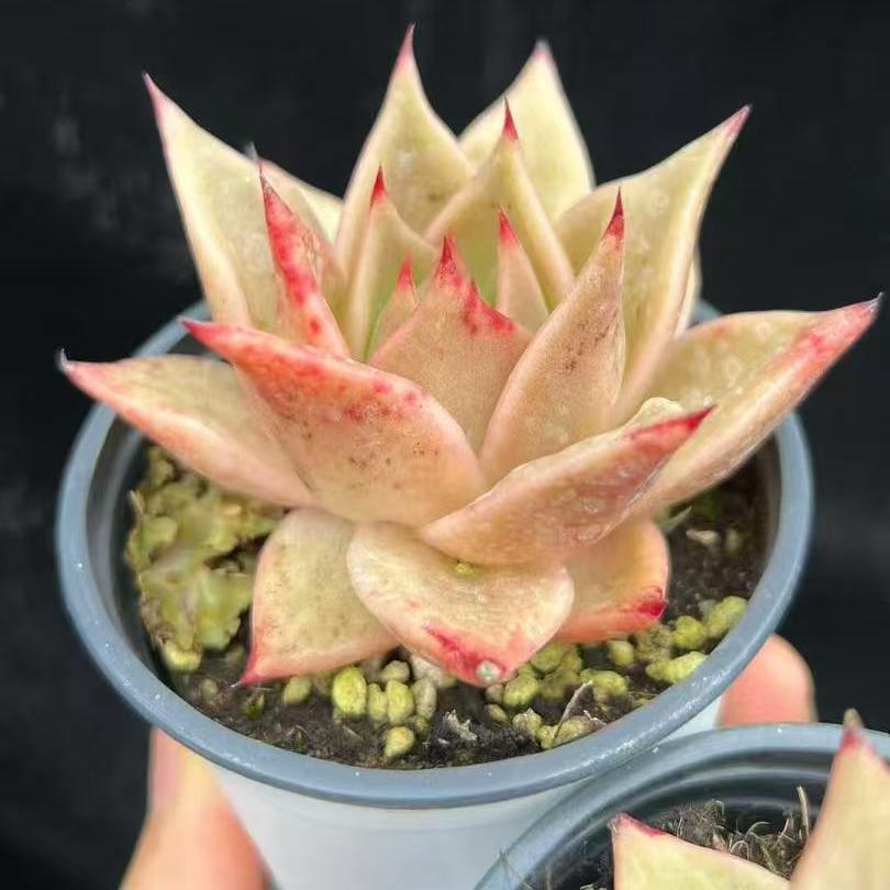 BL1887 スターズ錦(9cm pot)