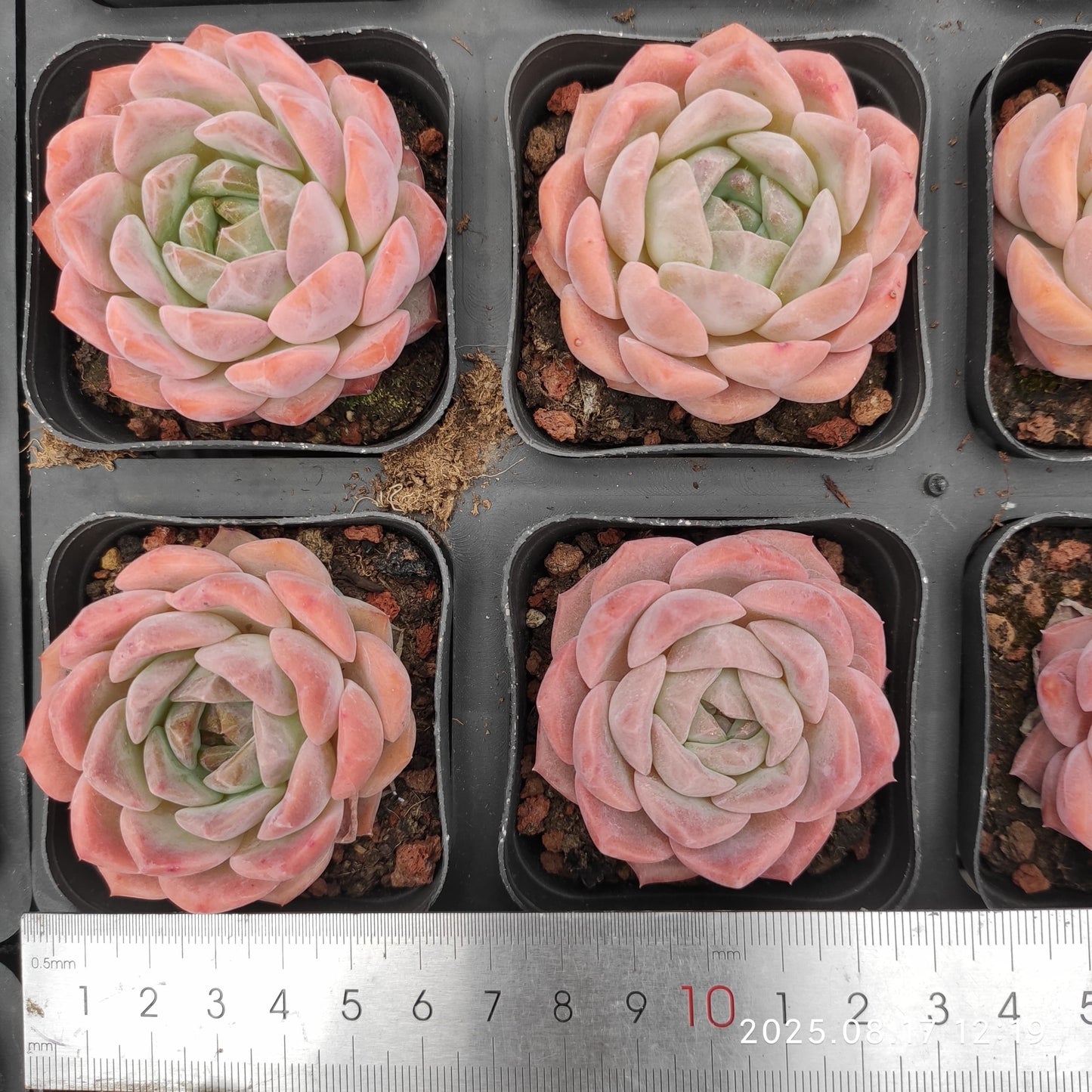 LMM391 レッド ベルベット Hyb(6.5 cm pot)
