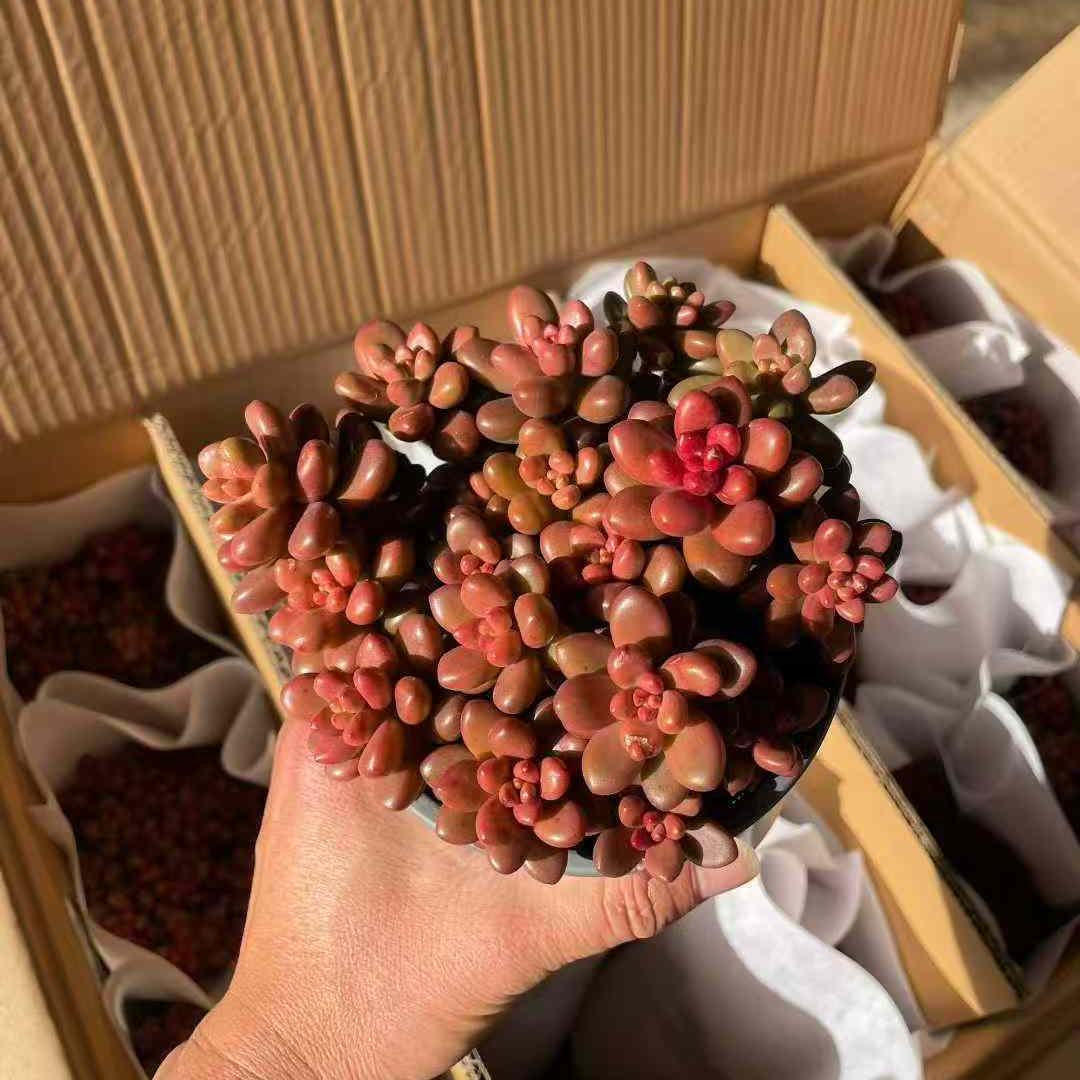 23559 ラブ ビーンズ(12cm pot)