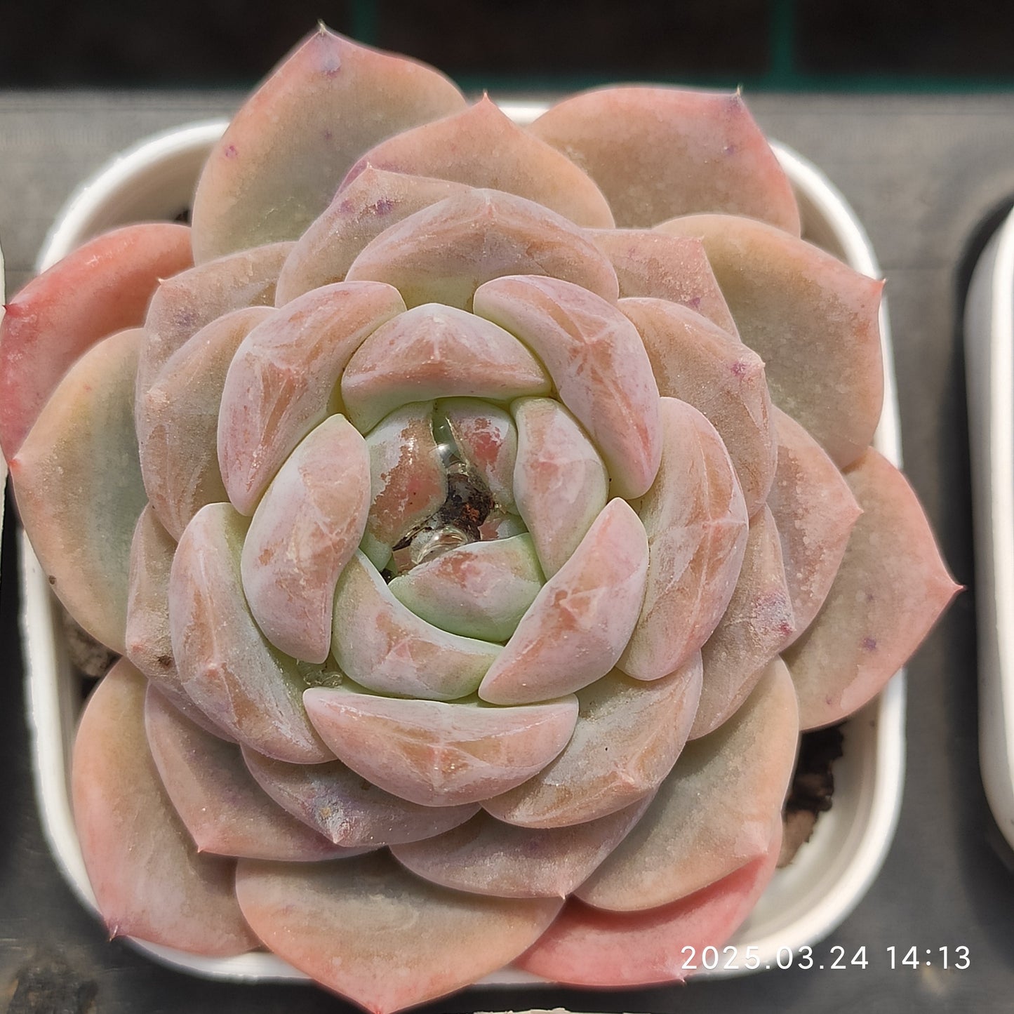 MMY1145 スノー タワー (5.5cm pot)