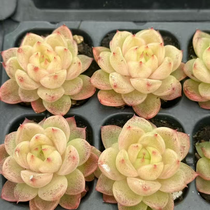 23512 イェロー ダスト(3cm pot)