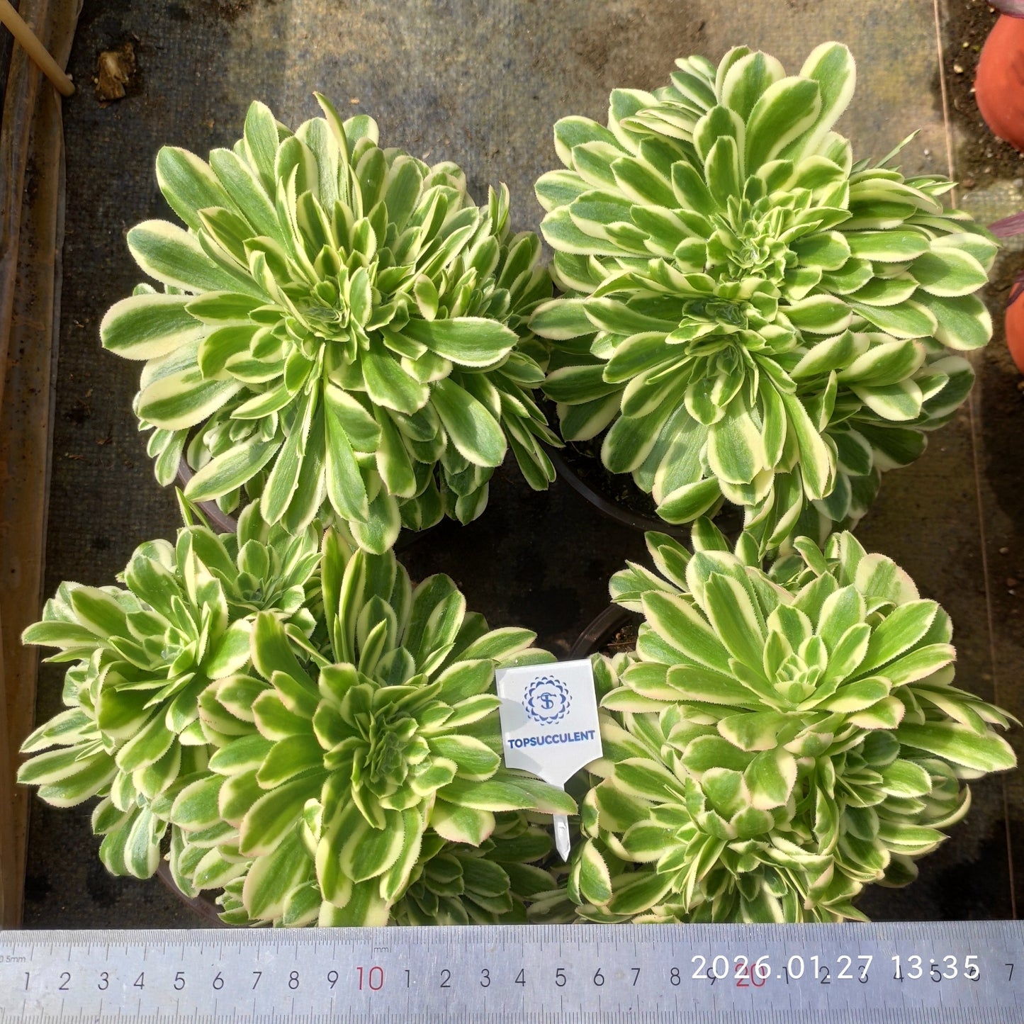 25469 アエオニウム マバハ綴化