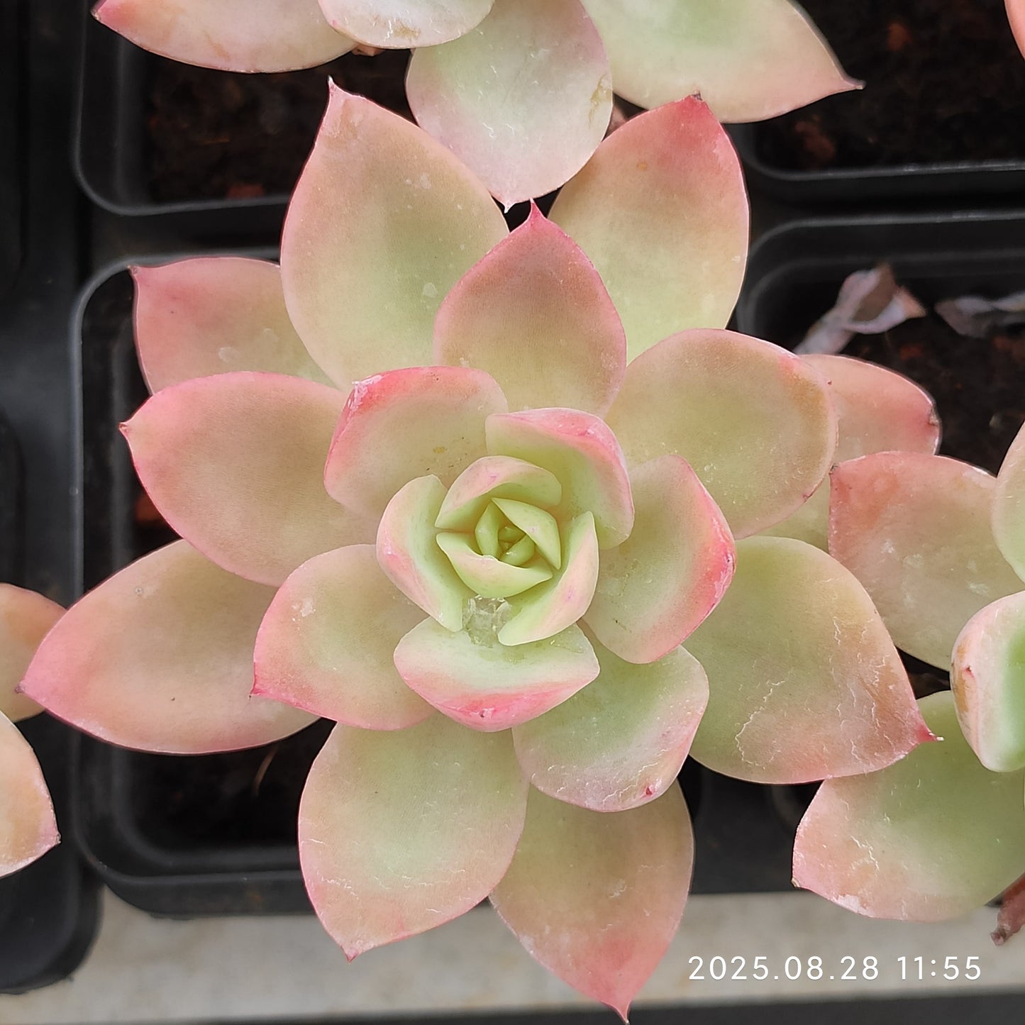YBB031 シルクヴェール (7cm pot)