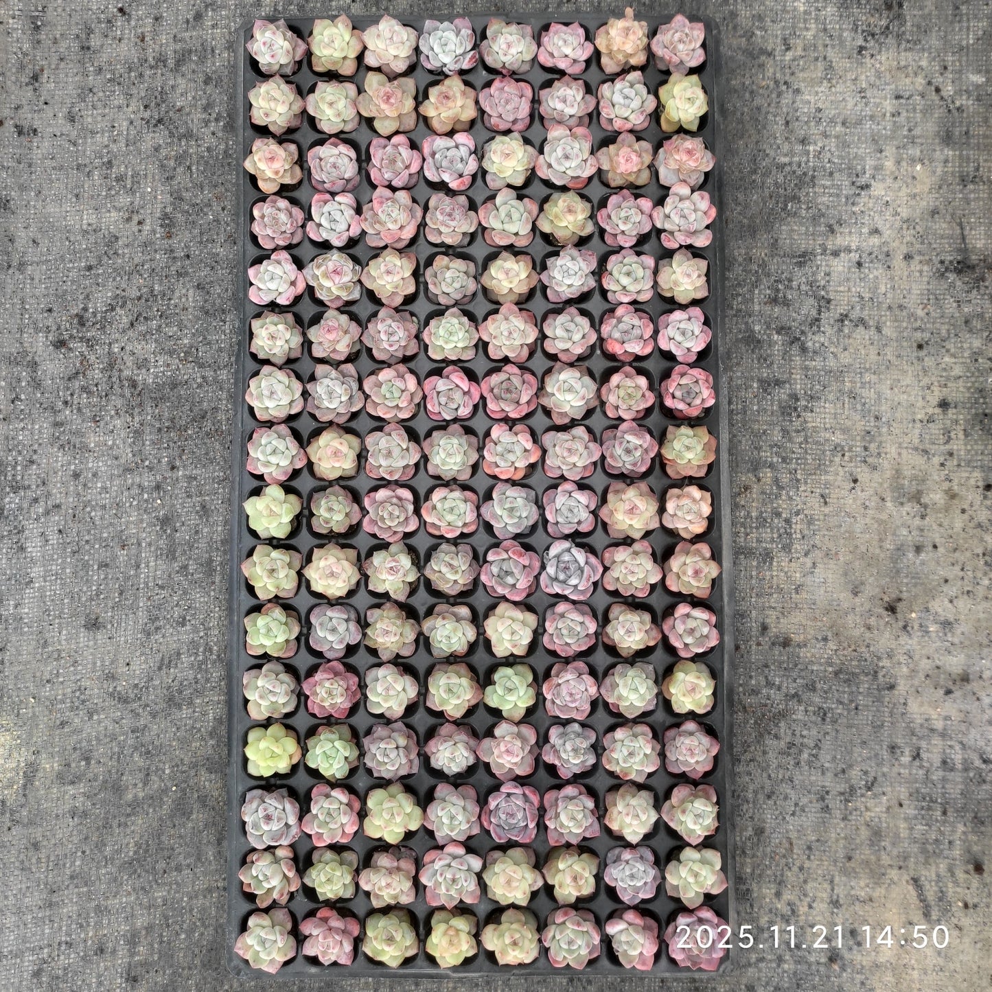 21745 アイスグリーンhyb(3cm pot)(ポット苗)