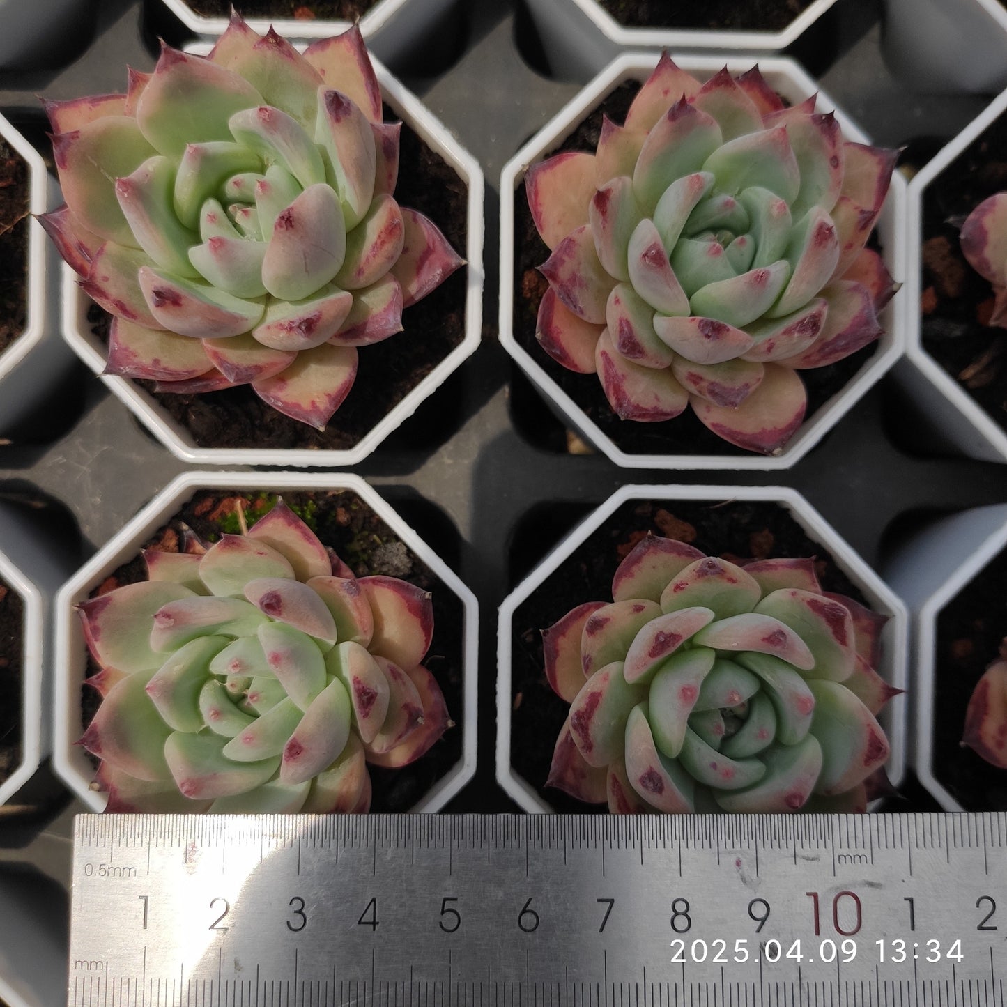 YBB019 ラタム(50cm pot)