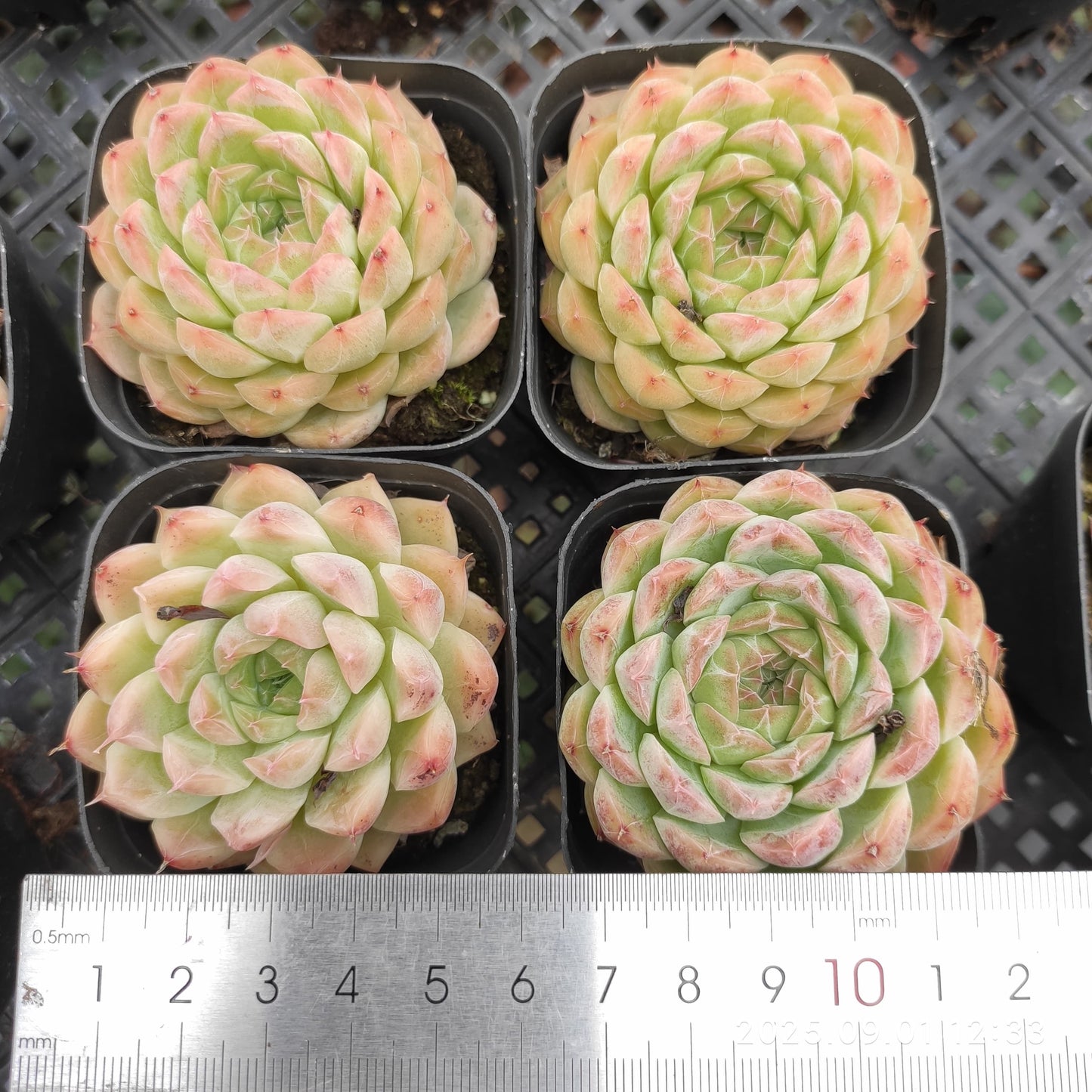 QN811 マルギャン x ドリーム ローズ(6cm pot)