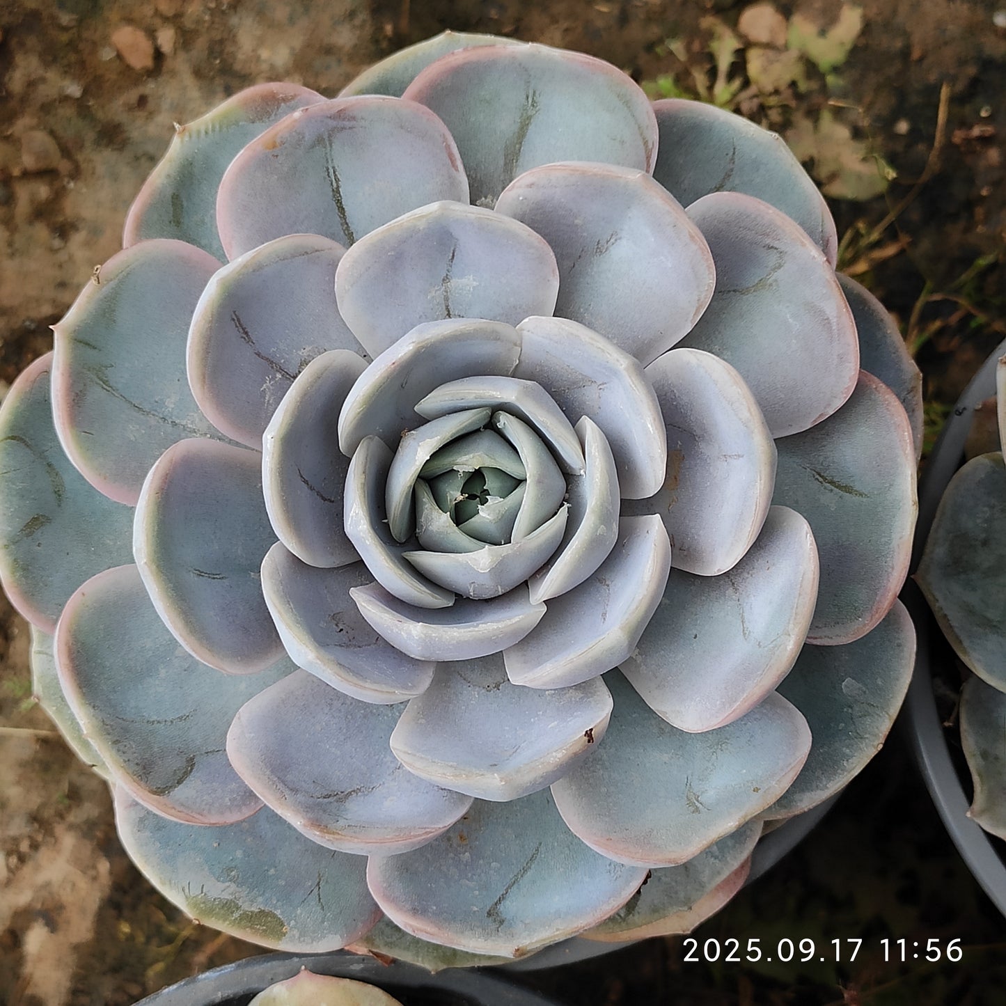 NGN364 ブルーサプライズ(12cm pot)