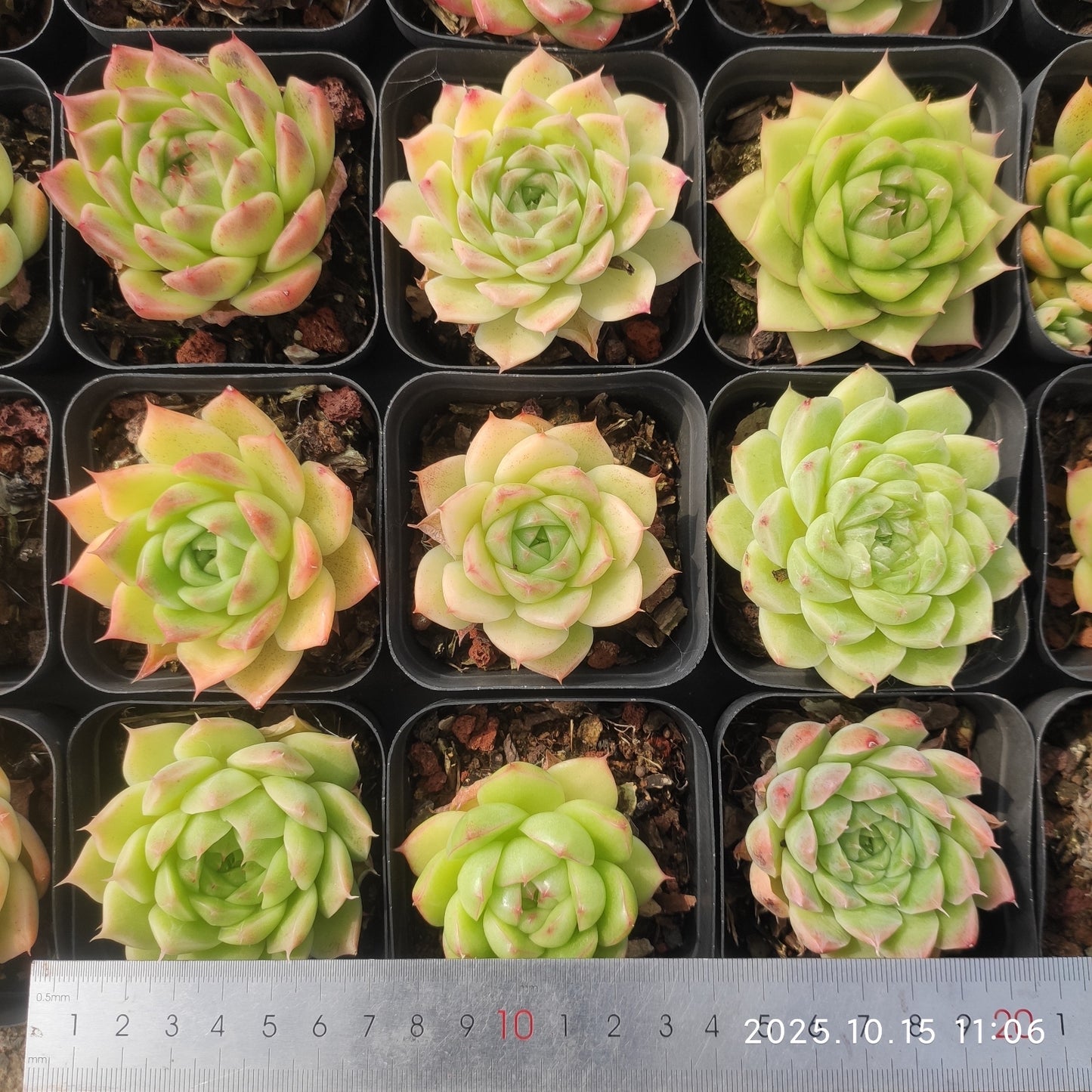 ZZA142 マルガン Hyb(7cm pot)