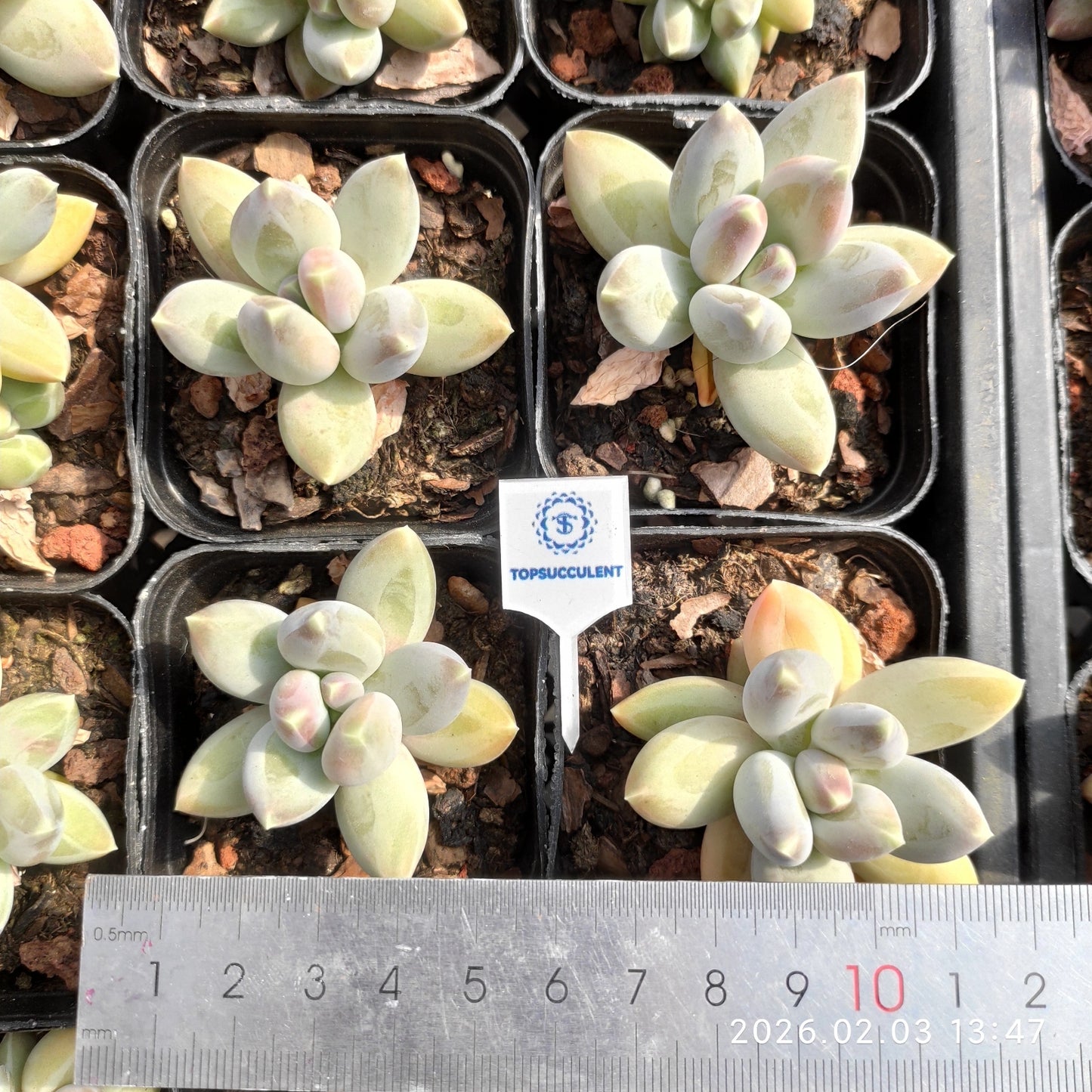 25653 パインコーン ビューティー