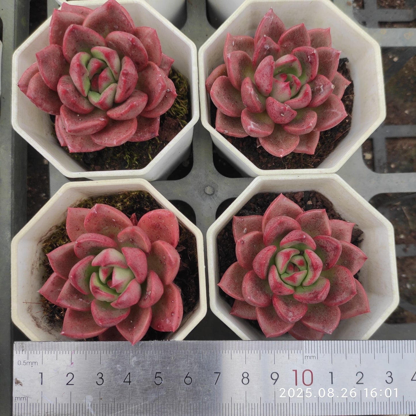 DQ149 シャーロットガーデン(7cm pot)