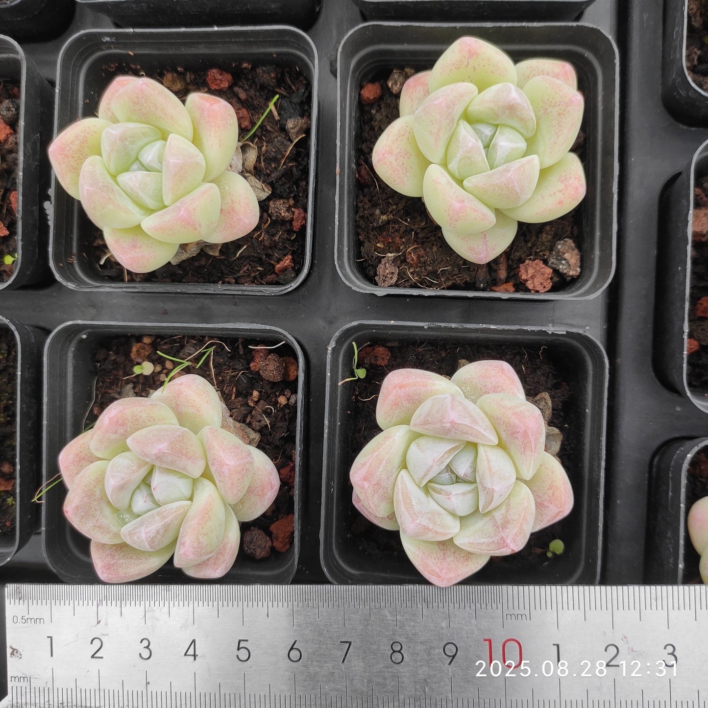 YBB280 アイスグリーン(5.5cm pot)