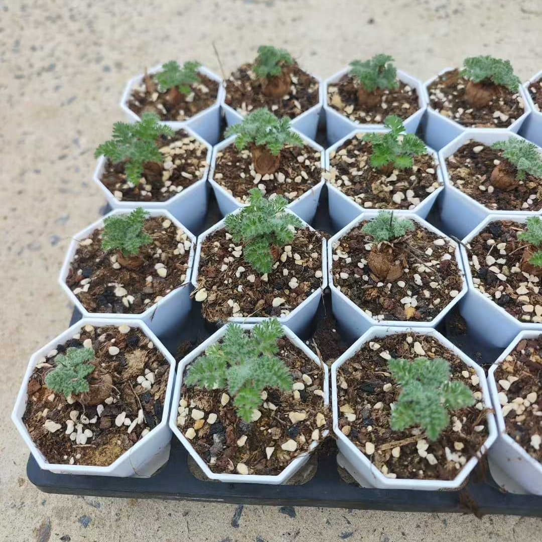 BL2062 ペラルゴニウム トリステ(7cm pot)葉がなし