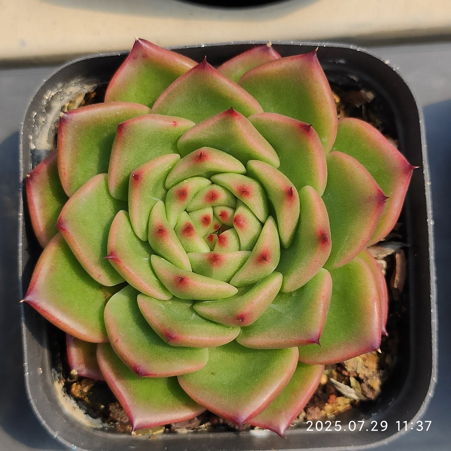ZZA240 レッド クリスタル ローズ(7cm pot)