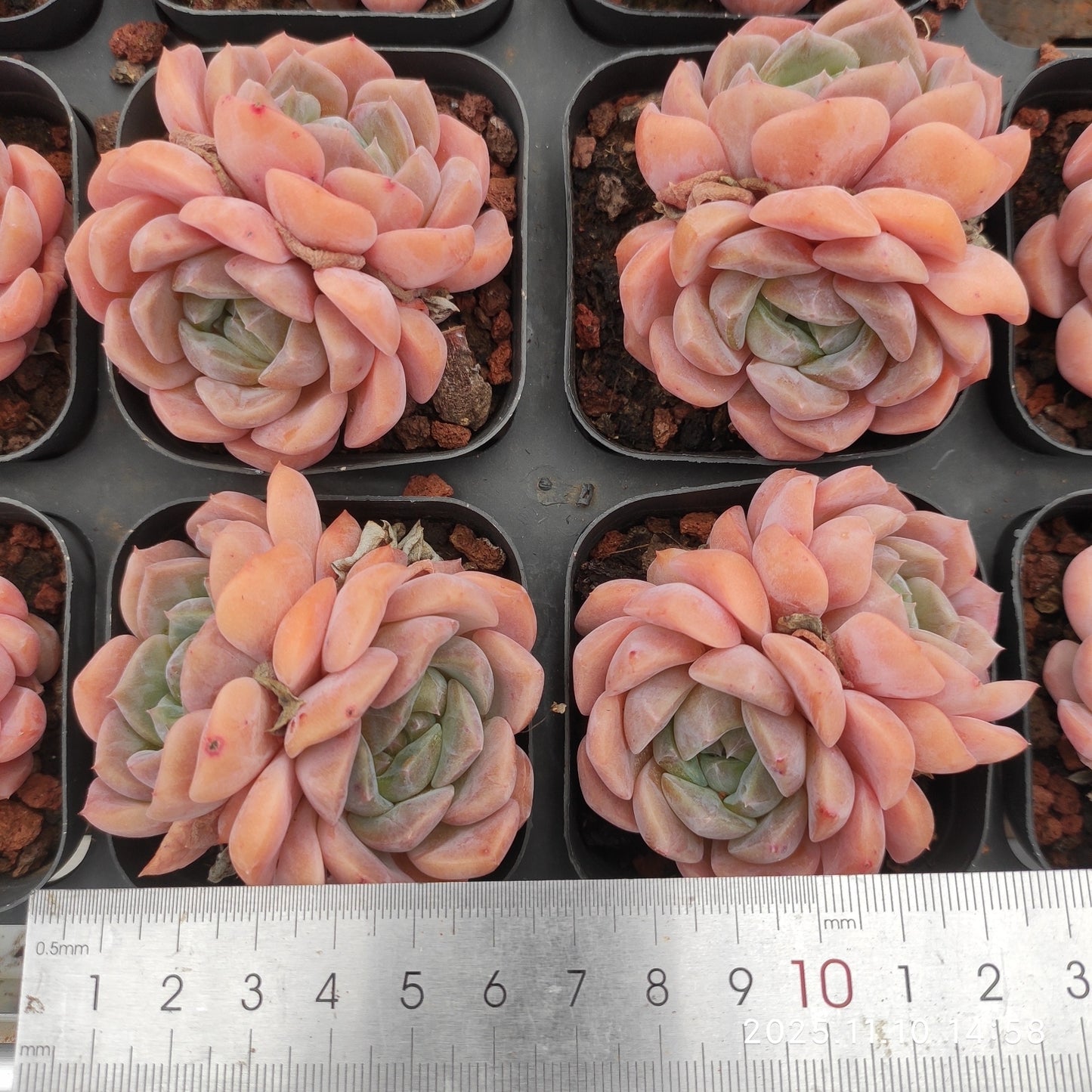 22604 オリンジ モンローHyb(6.5cm pot)