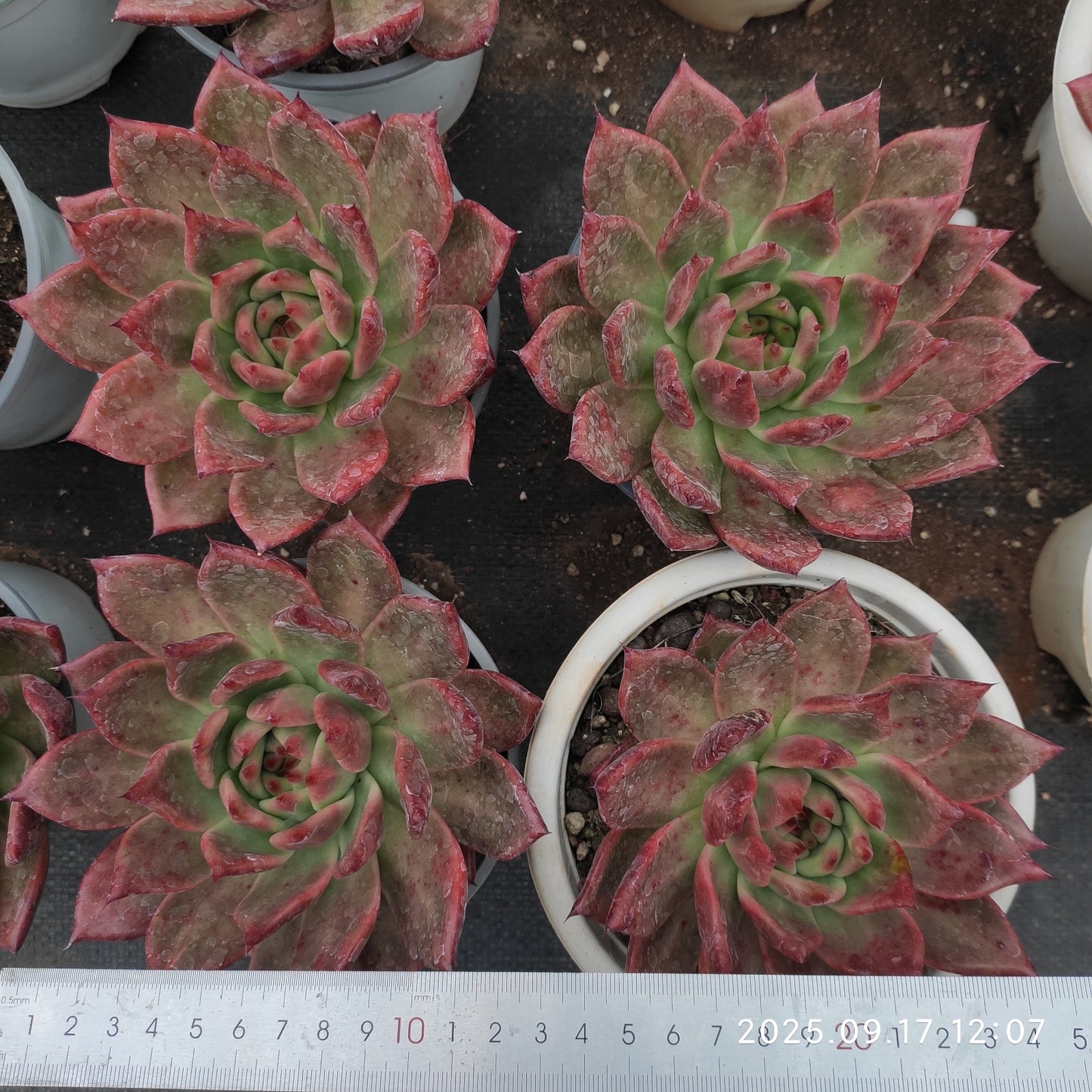 NGN798 アギャボイデズ ピンク ダイアモンド(16cm pot)