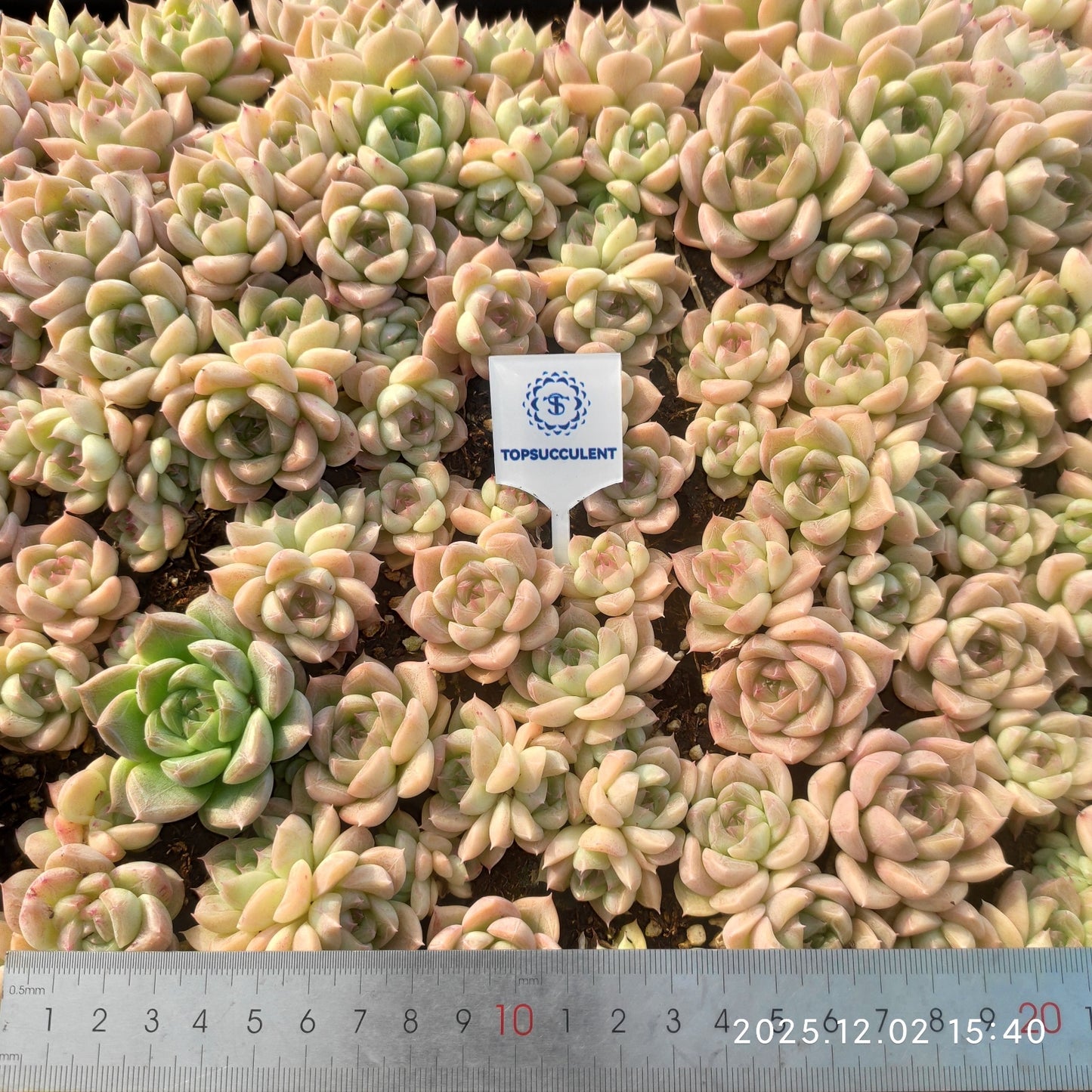 23030 マルギャンHyb(ポット苗)