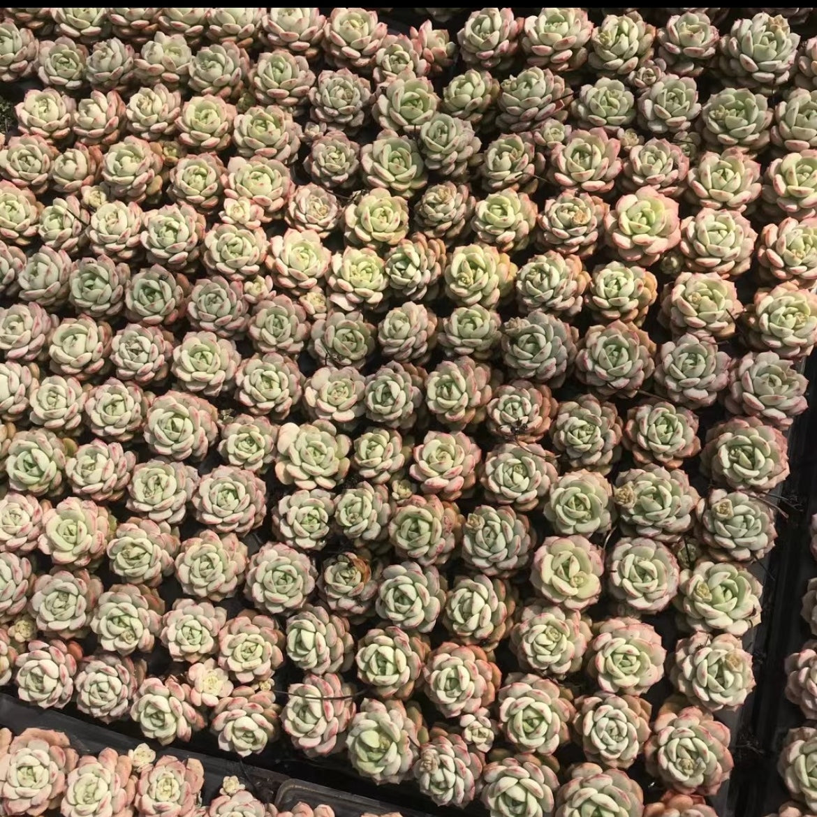 23371 バニラビズ(3cm pot)(ポット苗)