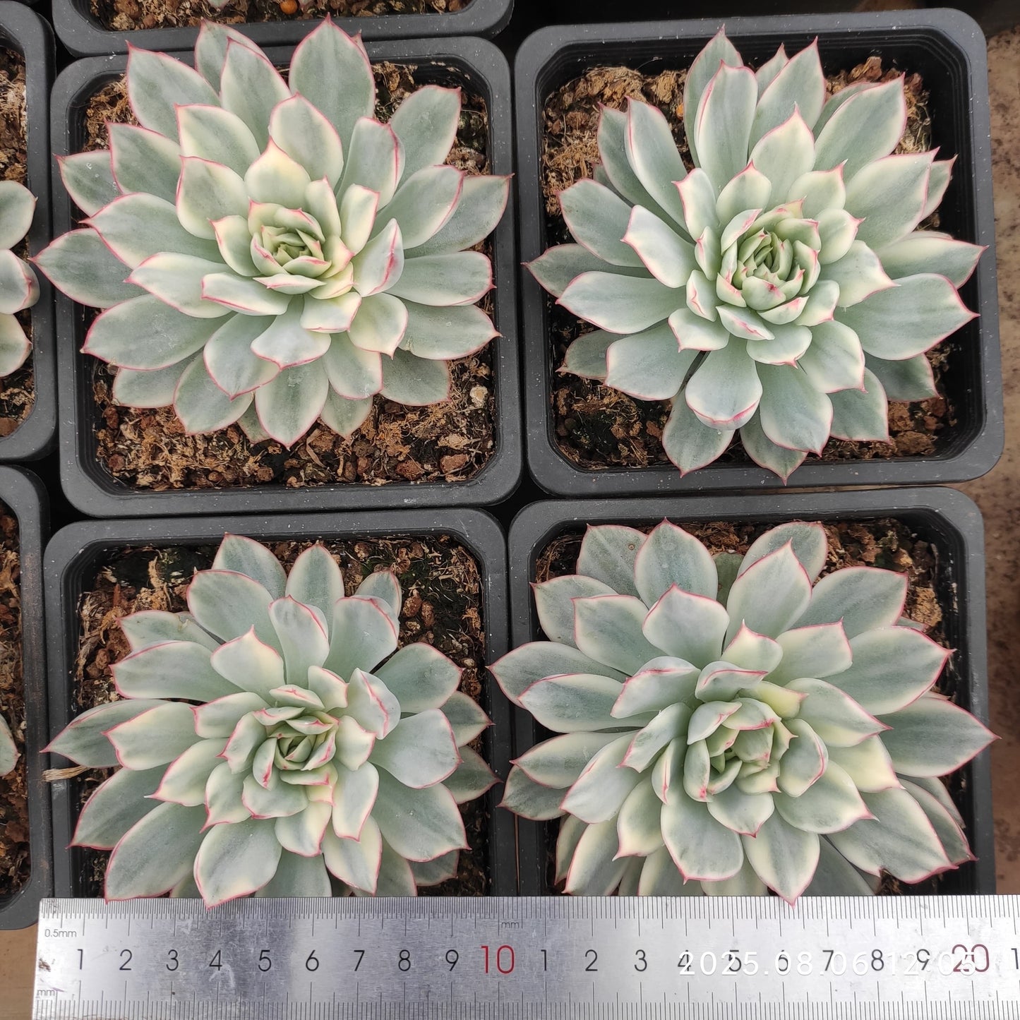 THH044 エスター錦(12cm pot)