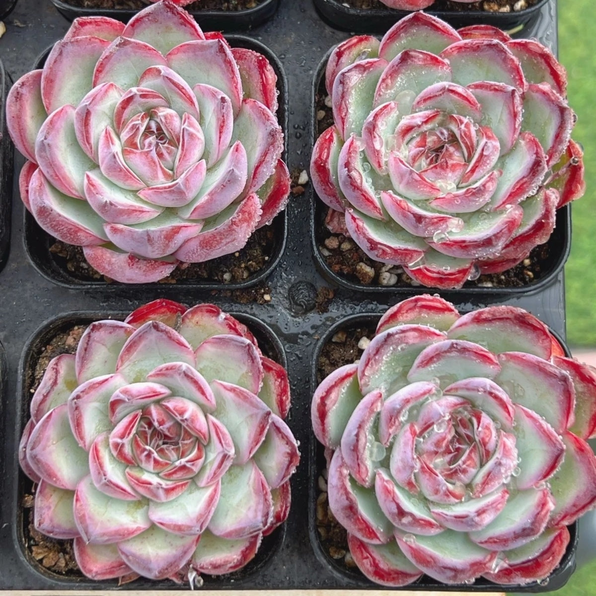 QNY138 アイス チョコレート(6cm pot)