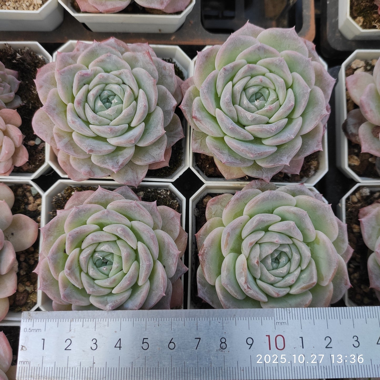 20952 ピュア ラブ x ワイト ムース(7cm pot)