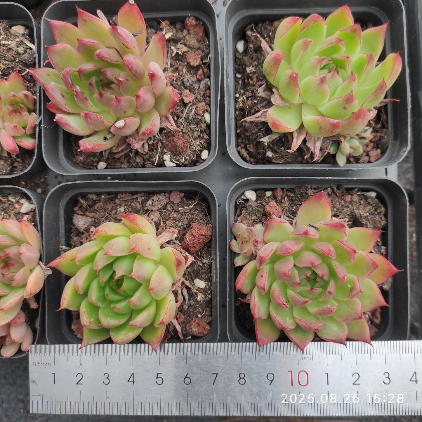 DQ128 レッドアイラッシュ(7cm pot)