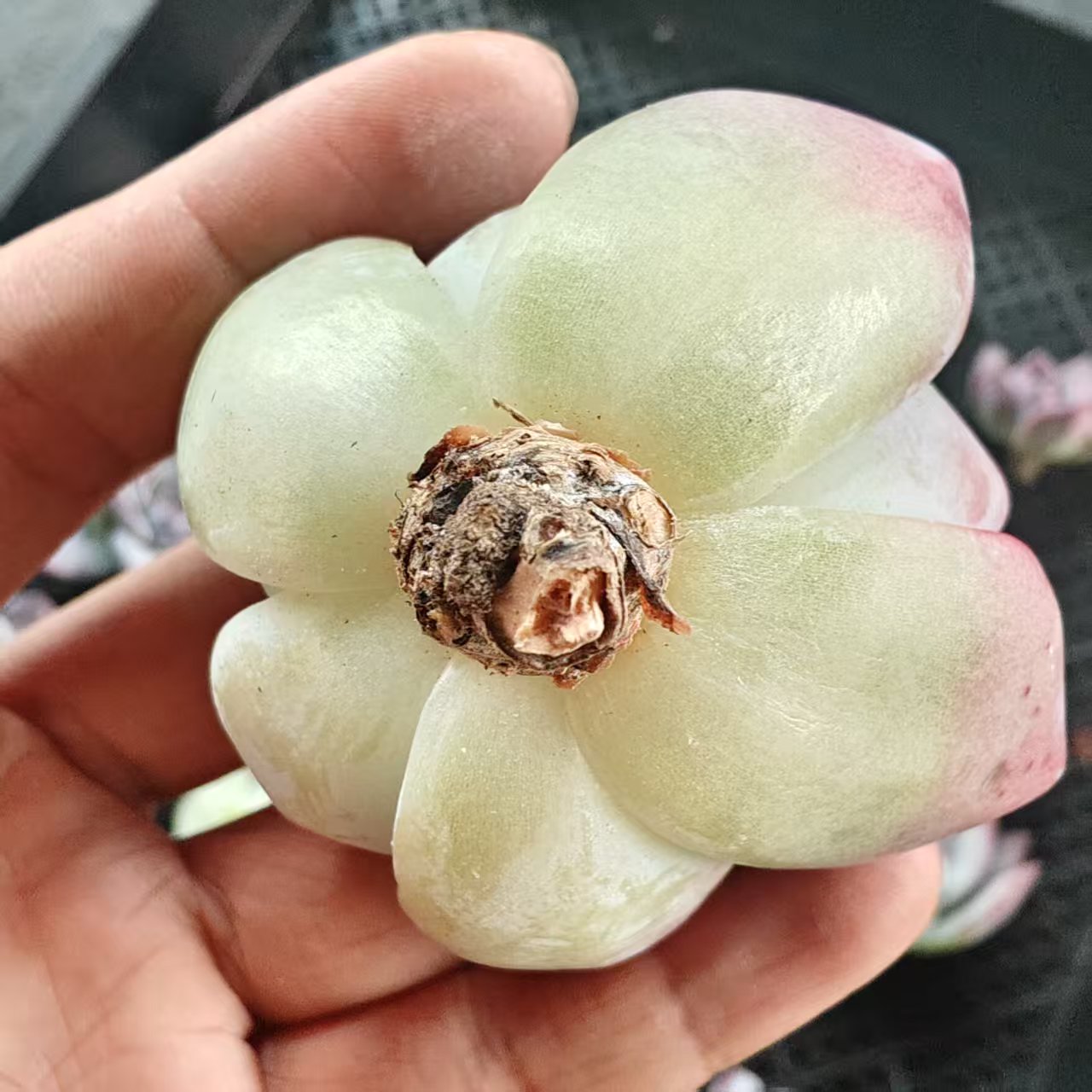 22404 ブラック サバス トップカット苗(7cm pot)