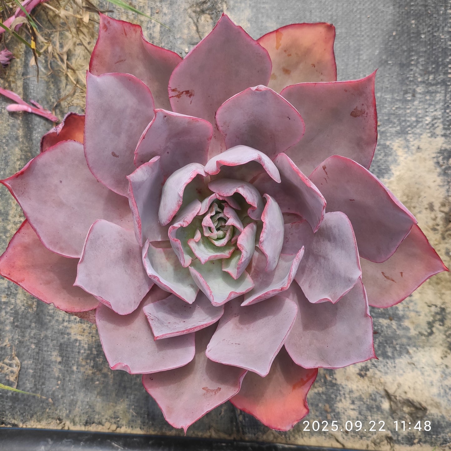 ZAJ056 アフターグロー(18cm pot)