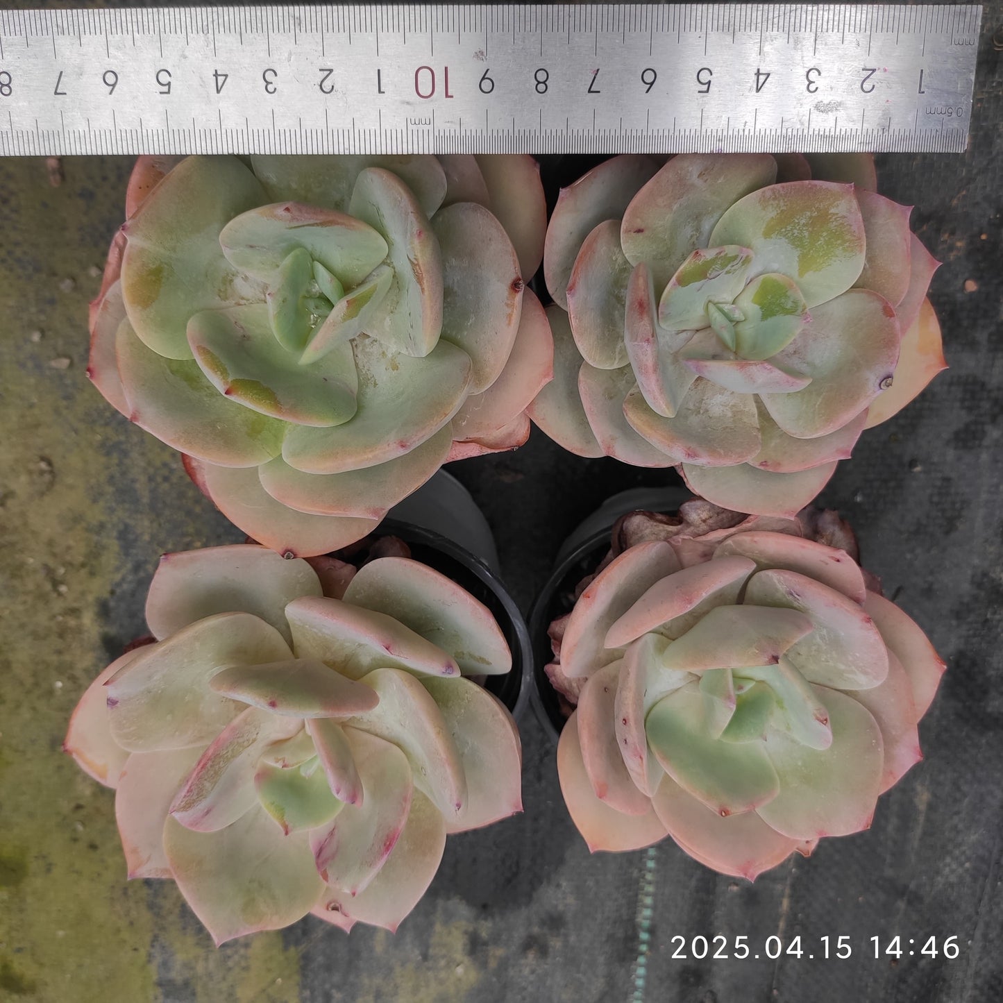 QN778 ホワイトフェニックス(9cm pot)
