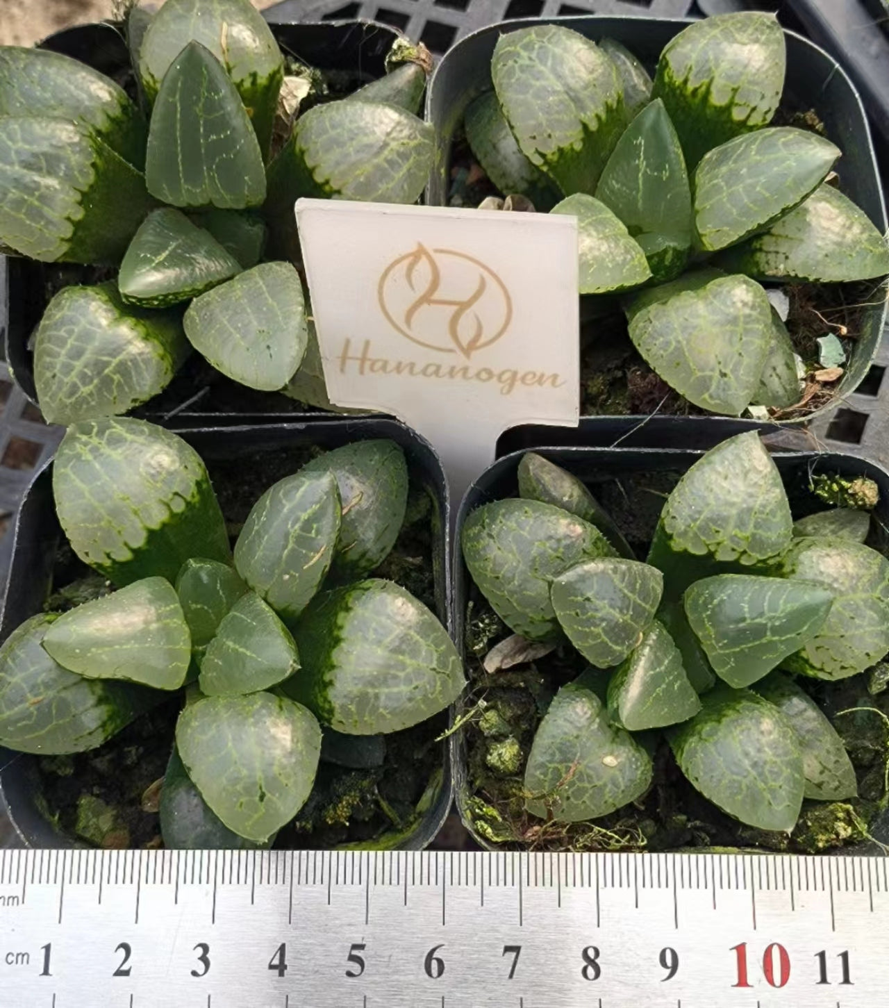 7402 鏡の間カガミノマ