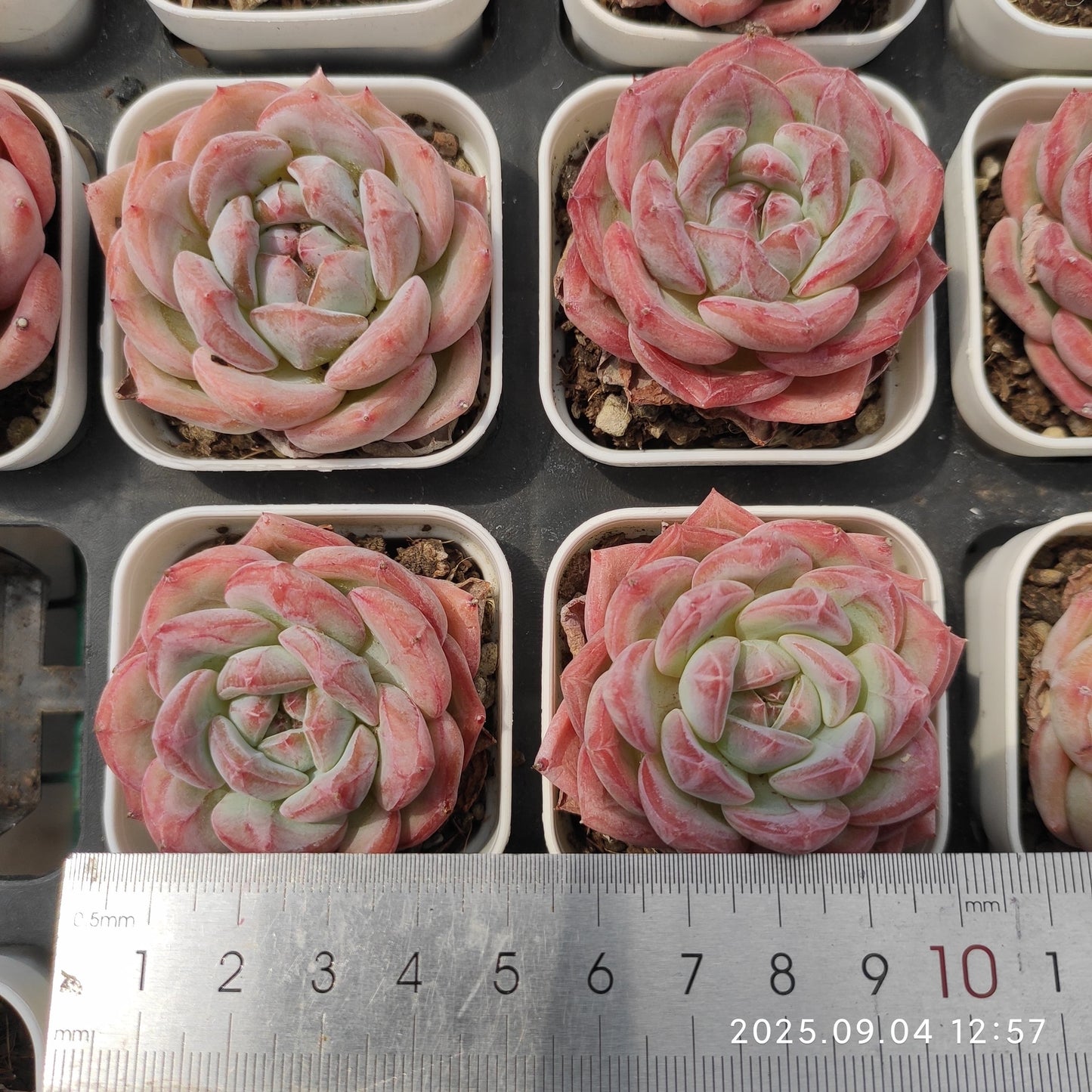 MMY1221 ソビニョン ブランク(5.5cm pot)