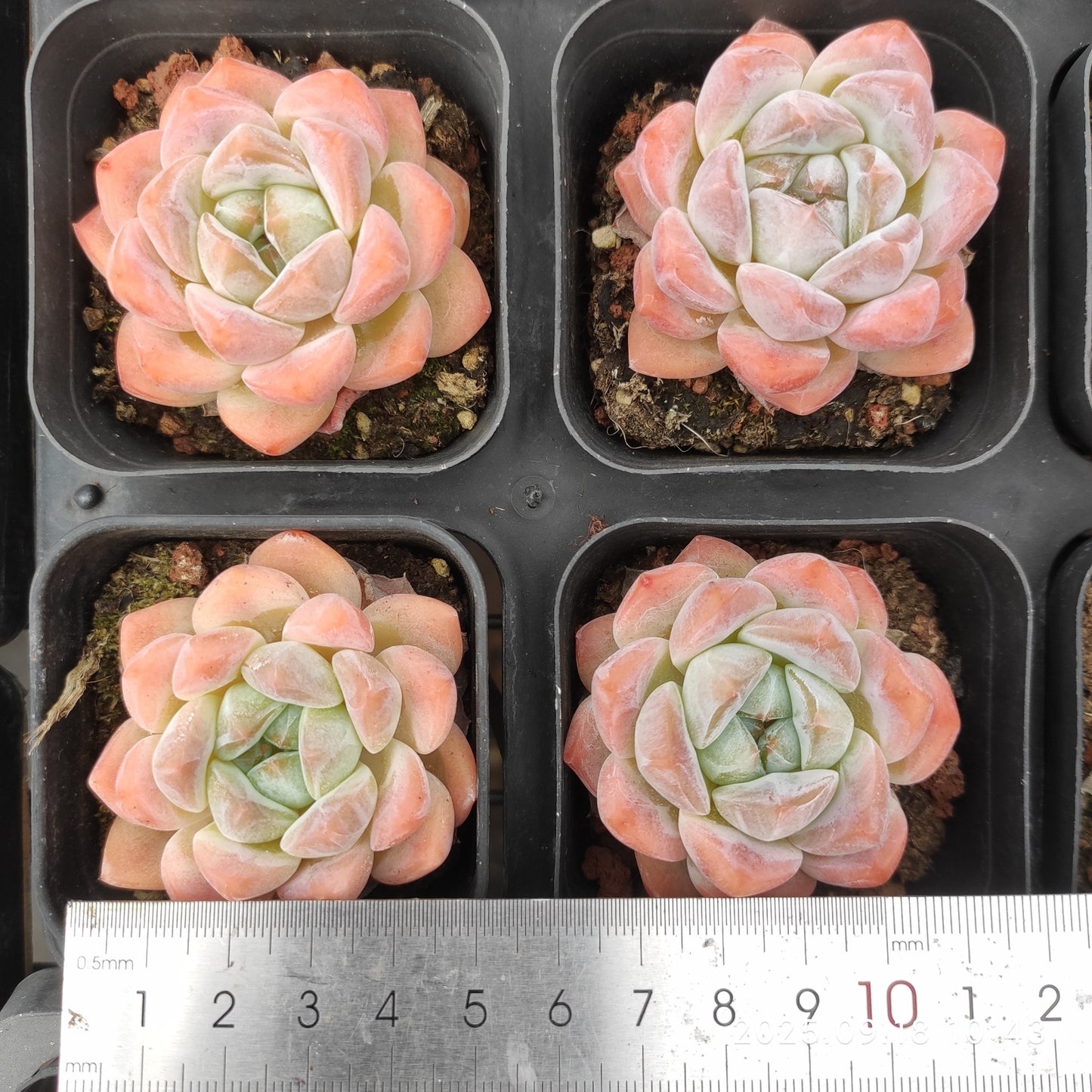 LMM388 ローンリー ハート Hyb(6.5 cm pot)
