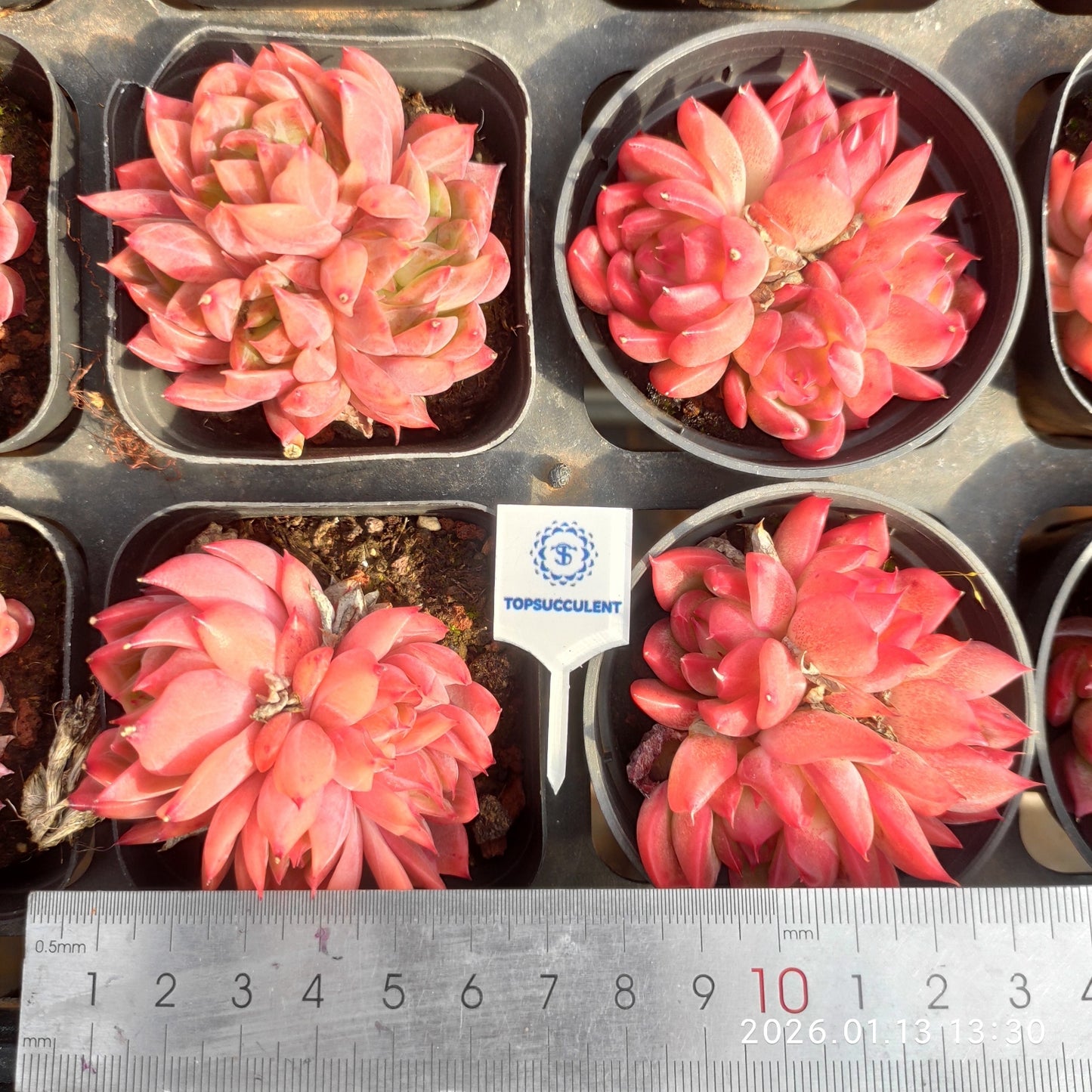 24661 フラワーソング