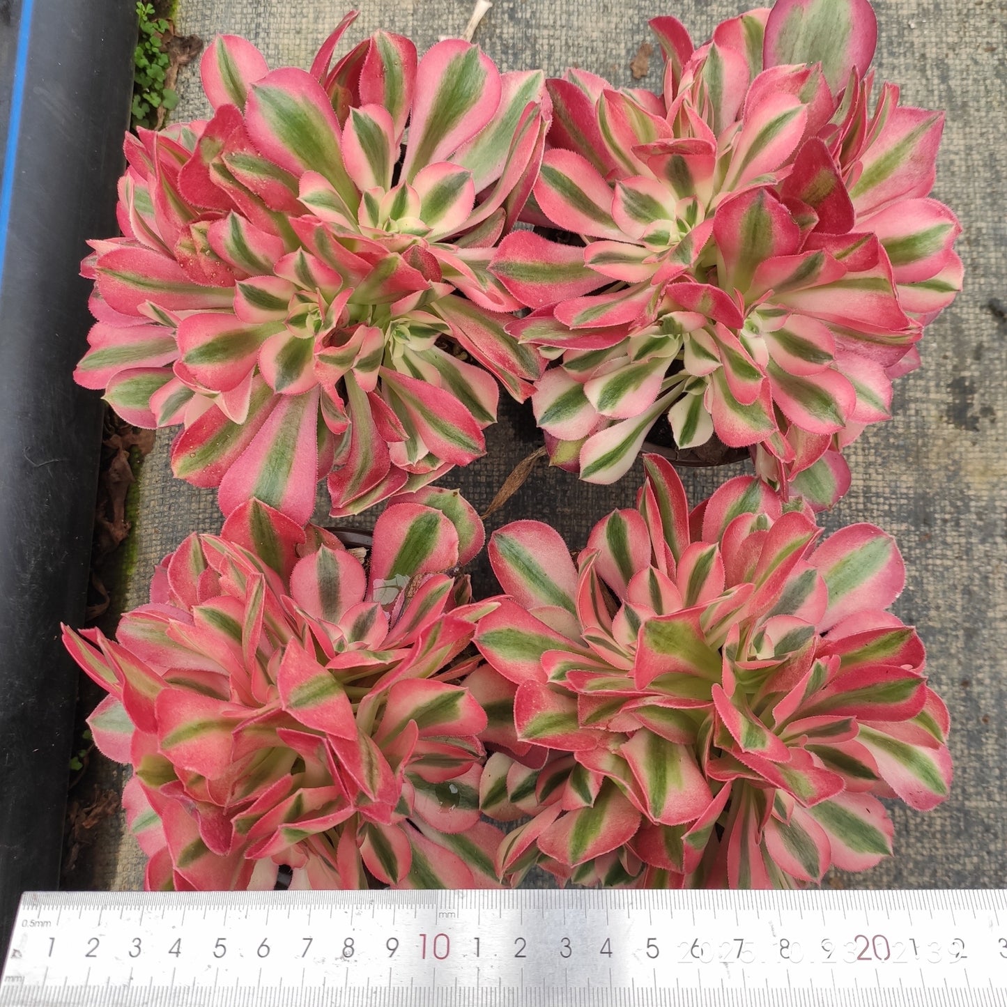 QZY014 アエオニウム ウィッチ(12cm pot)