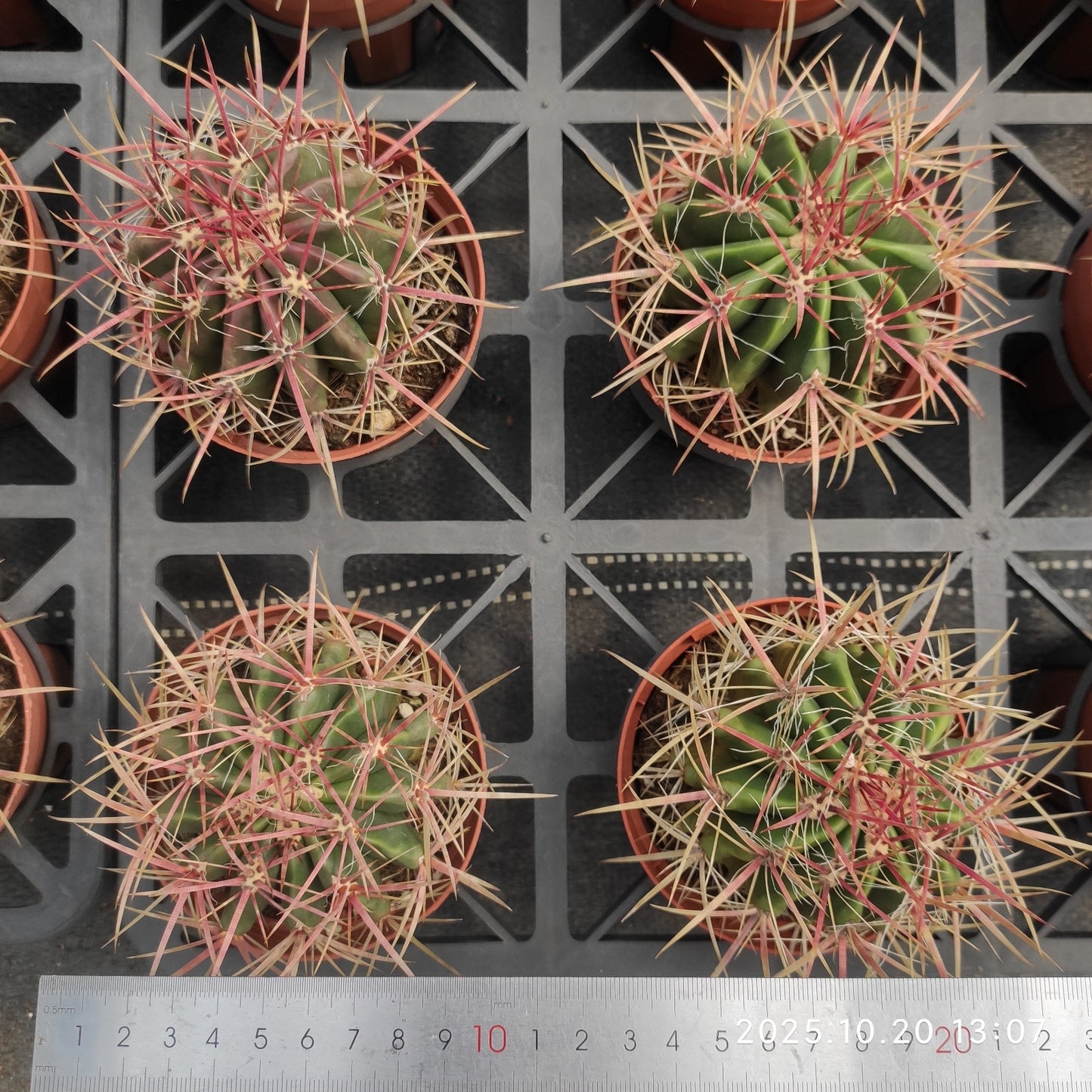 ZXX712 赤鳳 (9cm pot)