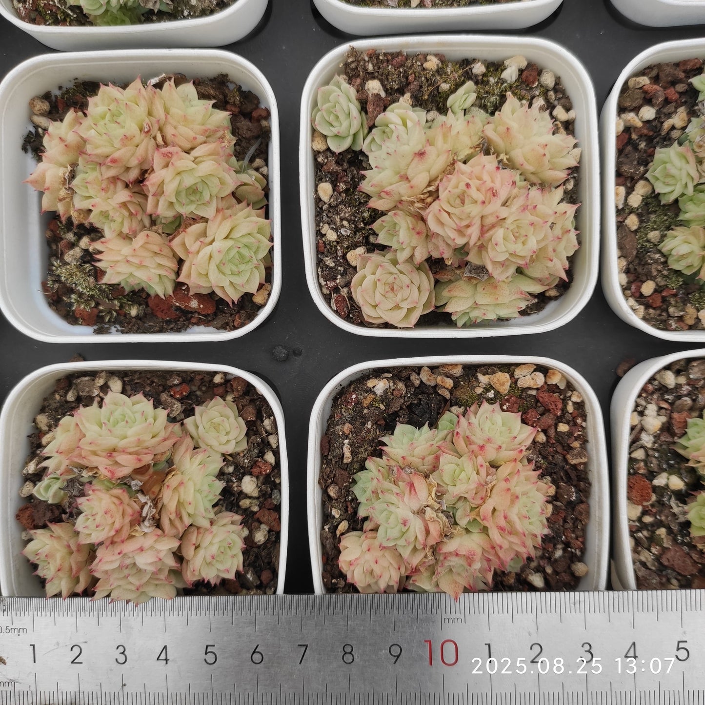 WWA345 クイーン(7cm pot)
