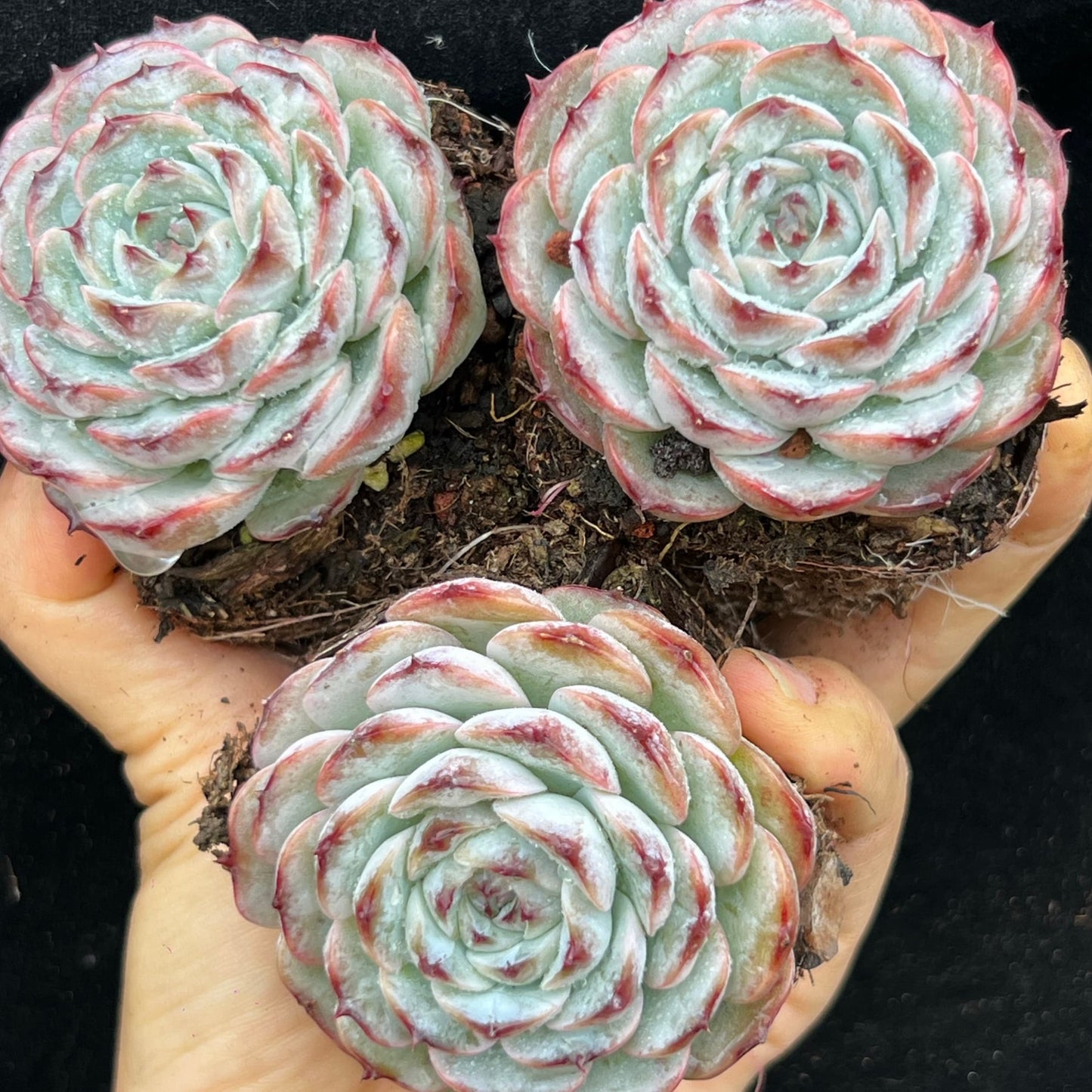 BL2010 ポメグラニットHyb(7cm pot)