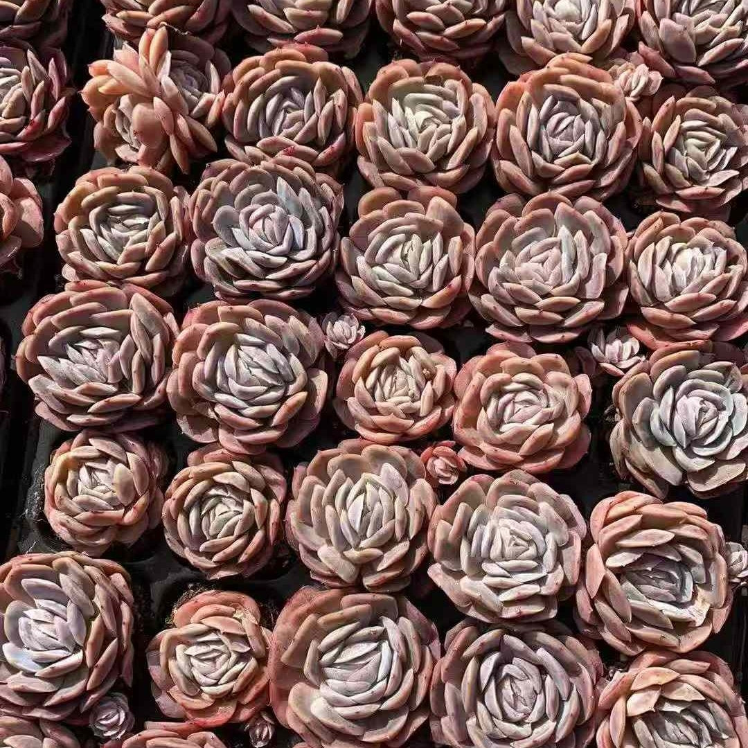 20428 ポトシナ(3cm pot)