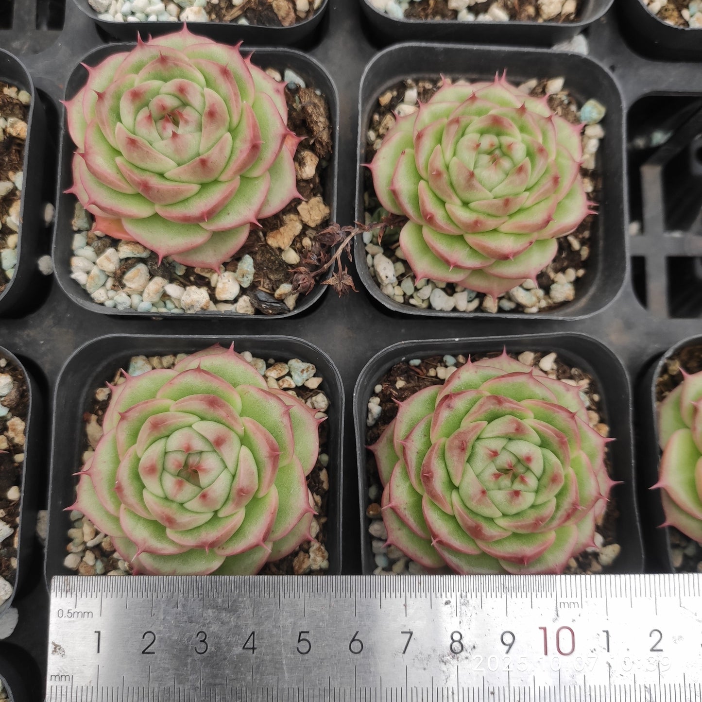 XQ1440 クィーン ローズHyb(7cm pot)