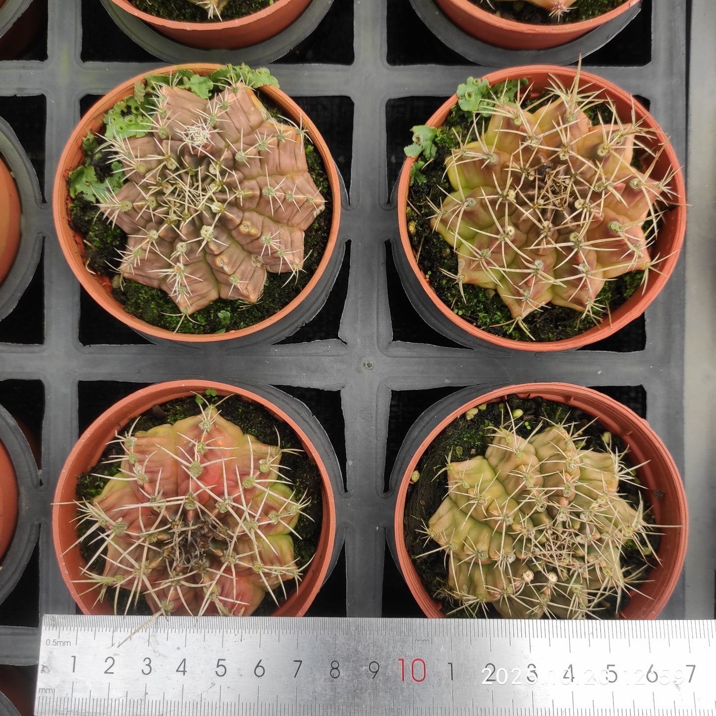 ZXX309 翠晃冠(9cm pot)