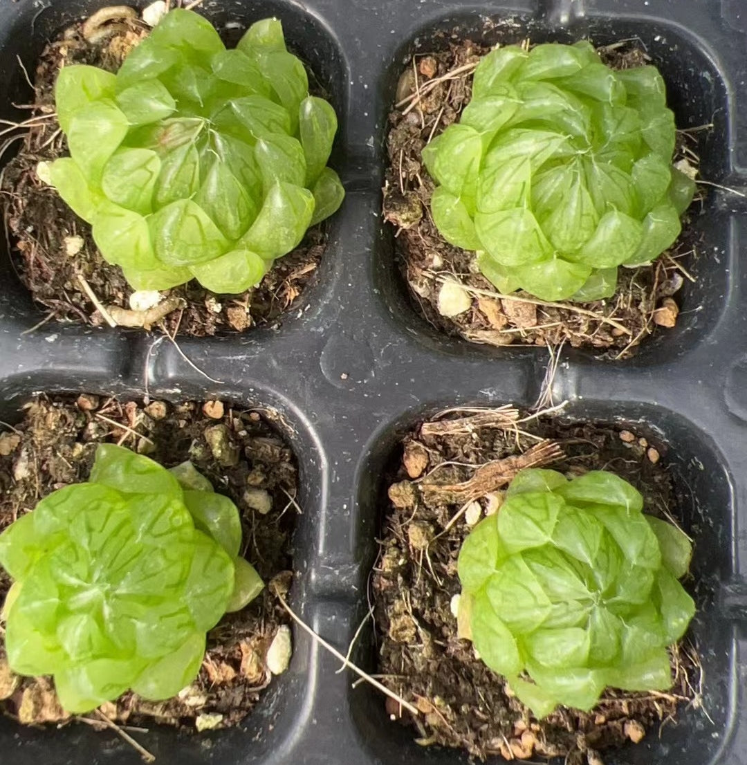 CS092 クーペリー シケイダウィングス (7cm pot)