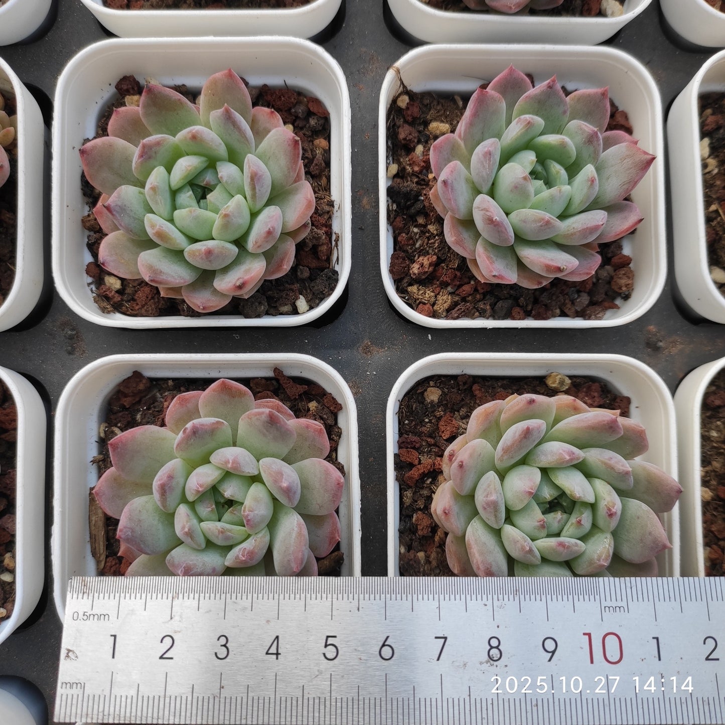 21820 アリエルHyb(7cm pot)