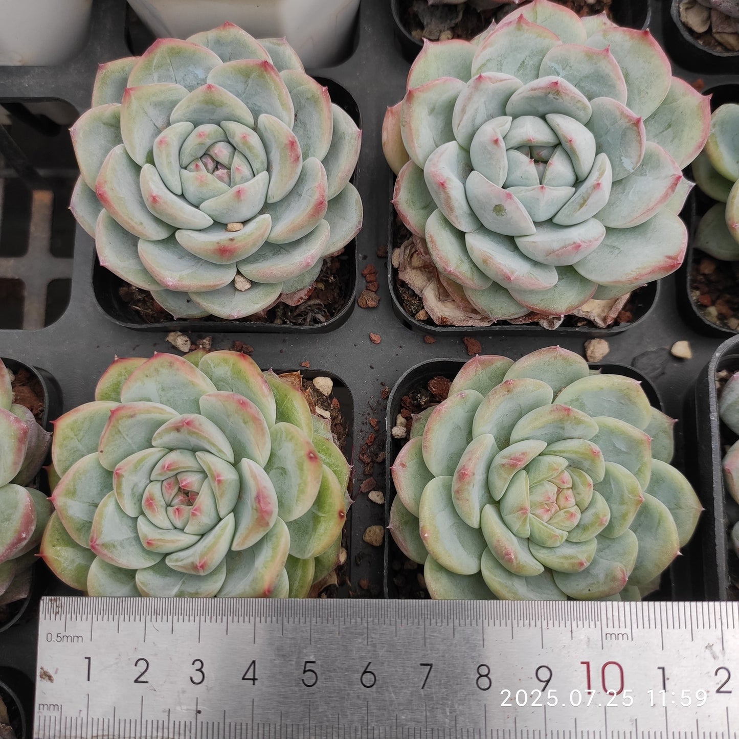 NGN337 ピンク ドユー(7cm pot)