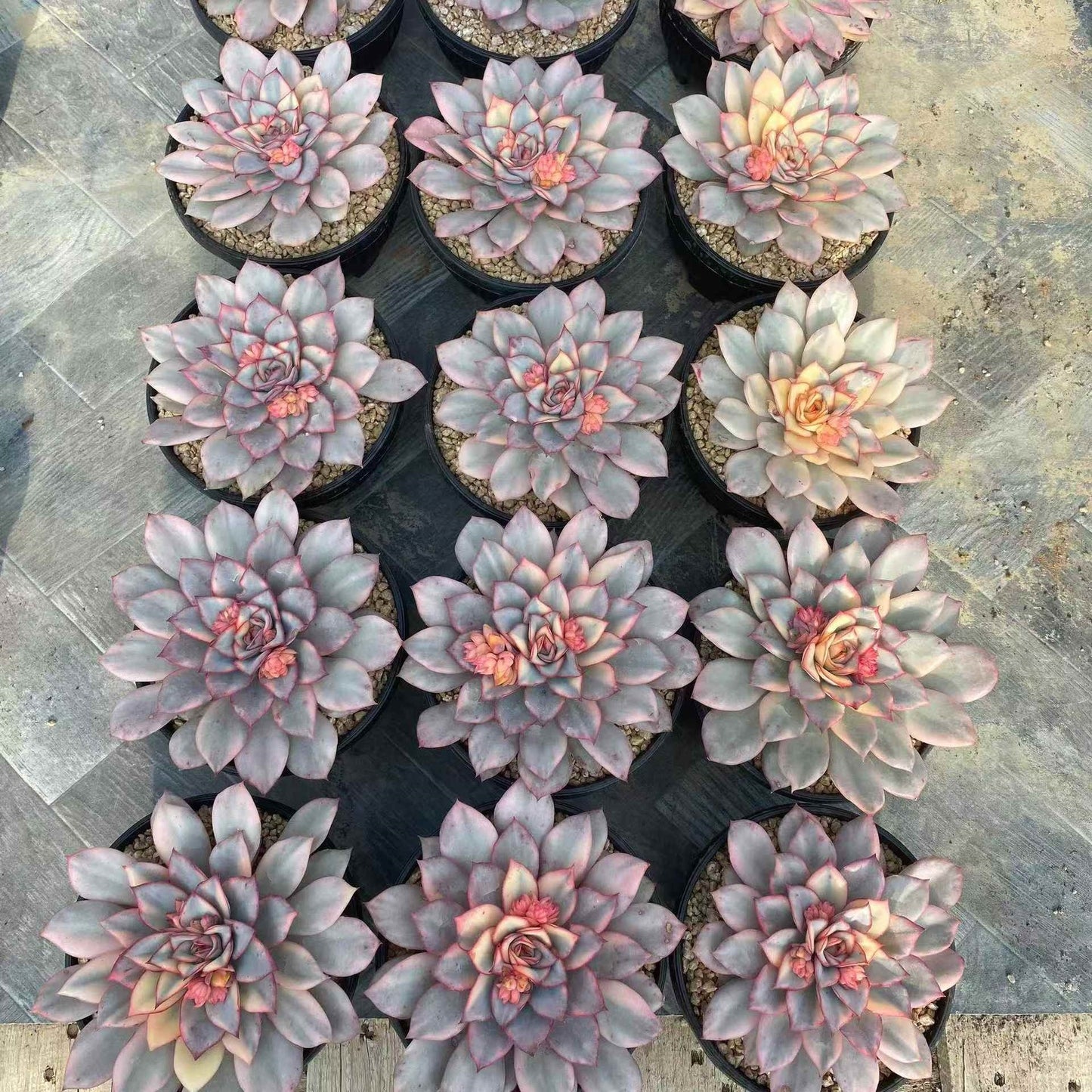 23653 エスター錦(12cm pot)