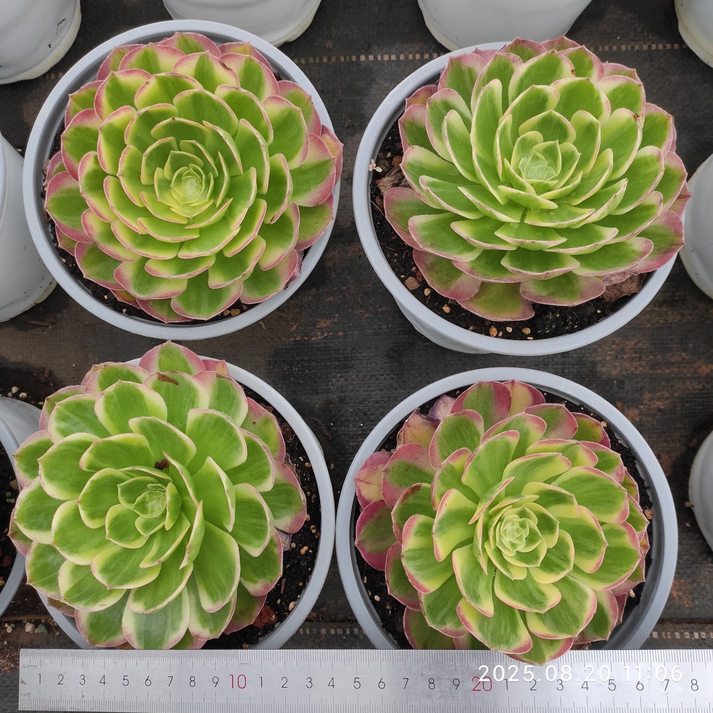 YF407 アエオニウム シーキング (15cm pot)