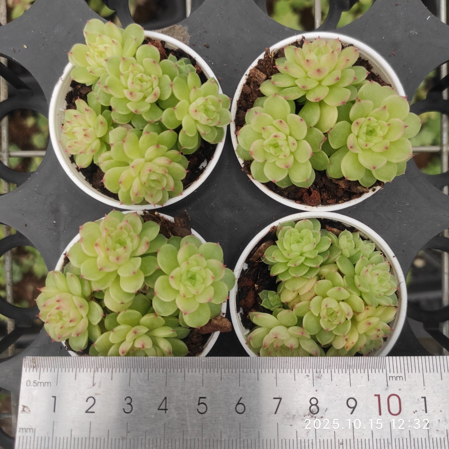 21460 パールマルガン(5.5cm pot)