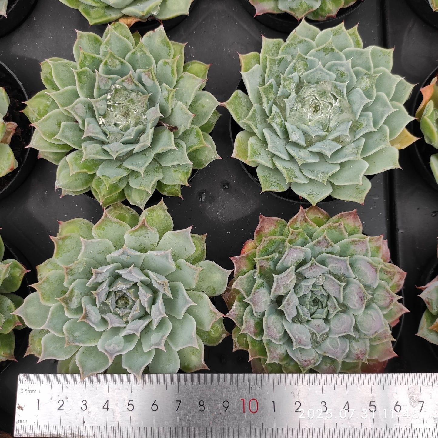 MMT768 ギロドロップス(9 cm pot)